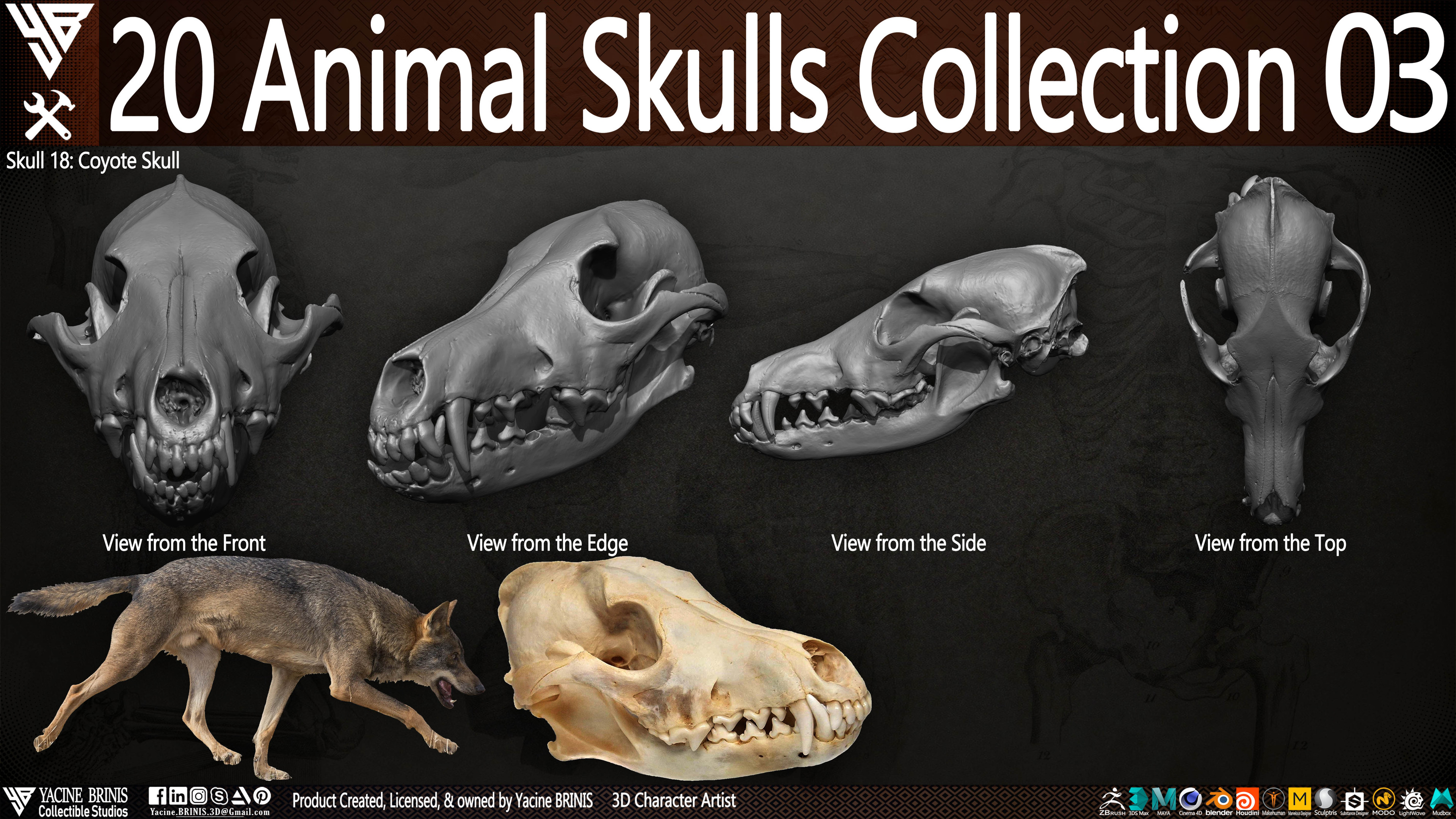 20 Animal Skulls Collection 03 By Yacine BRINIS Set 073