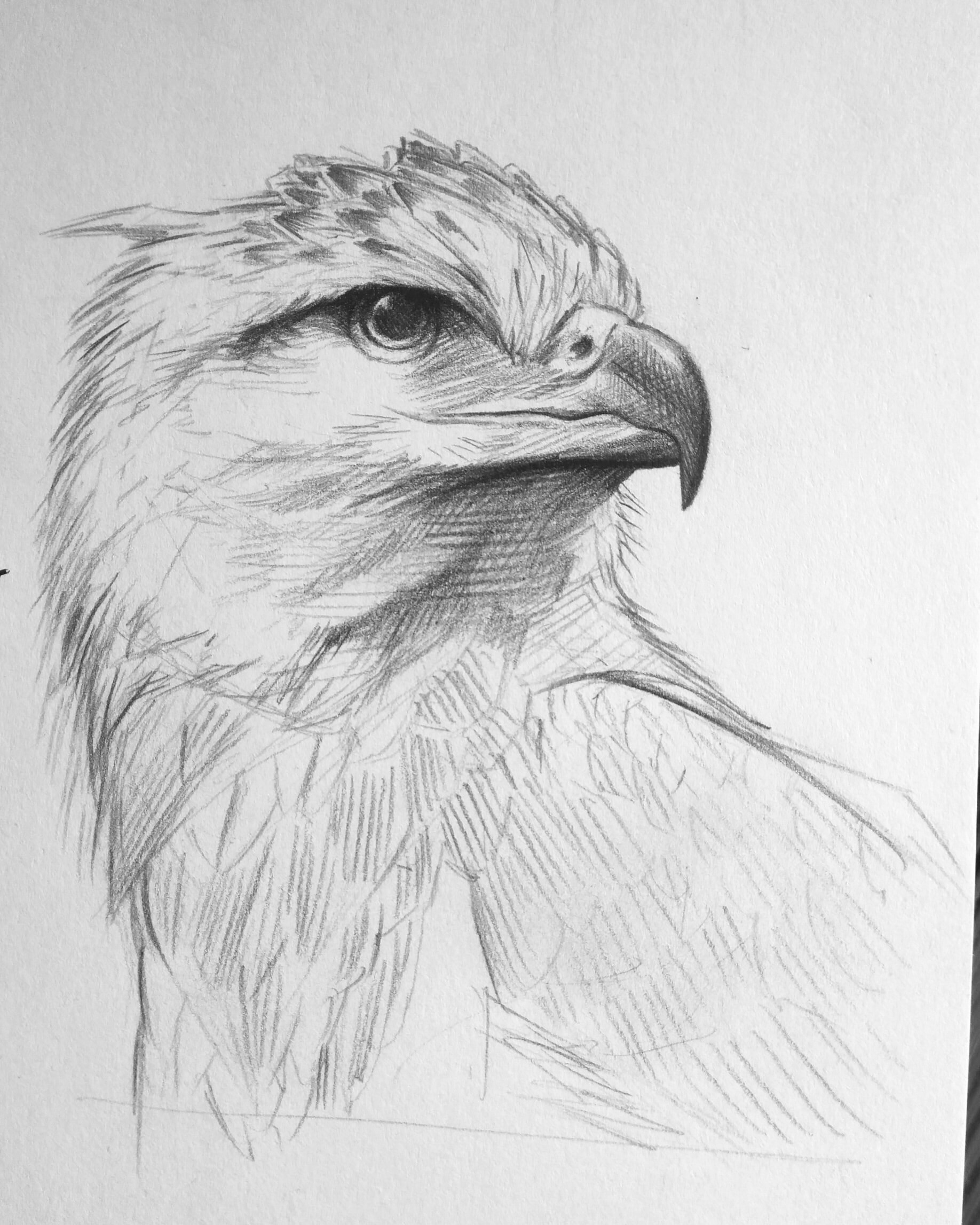 ArtStation - Bird sketch