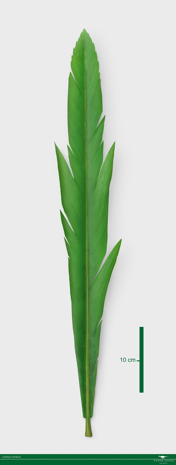 Reconstruction of the fossil leaves