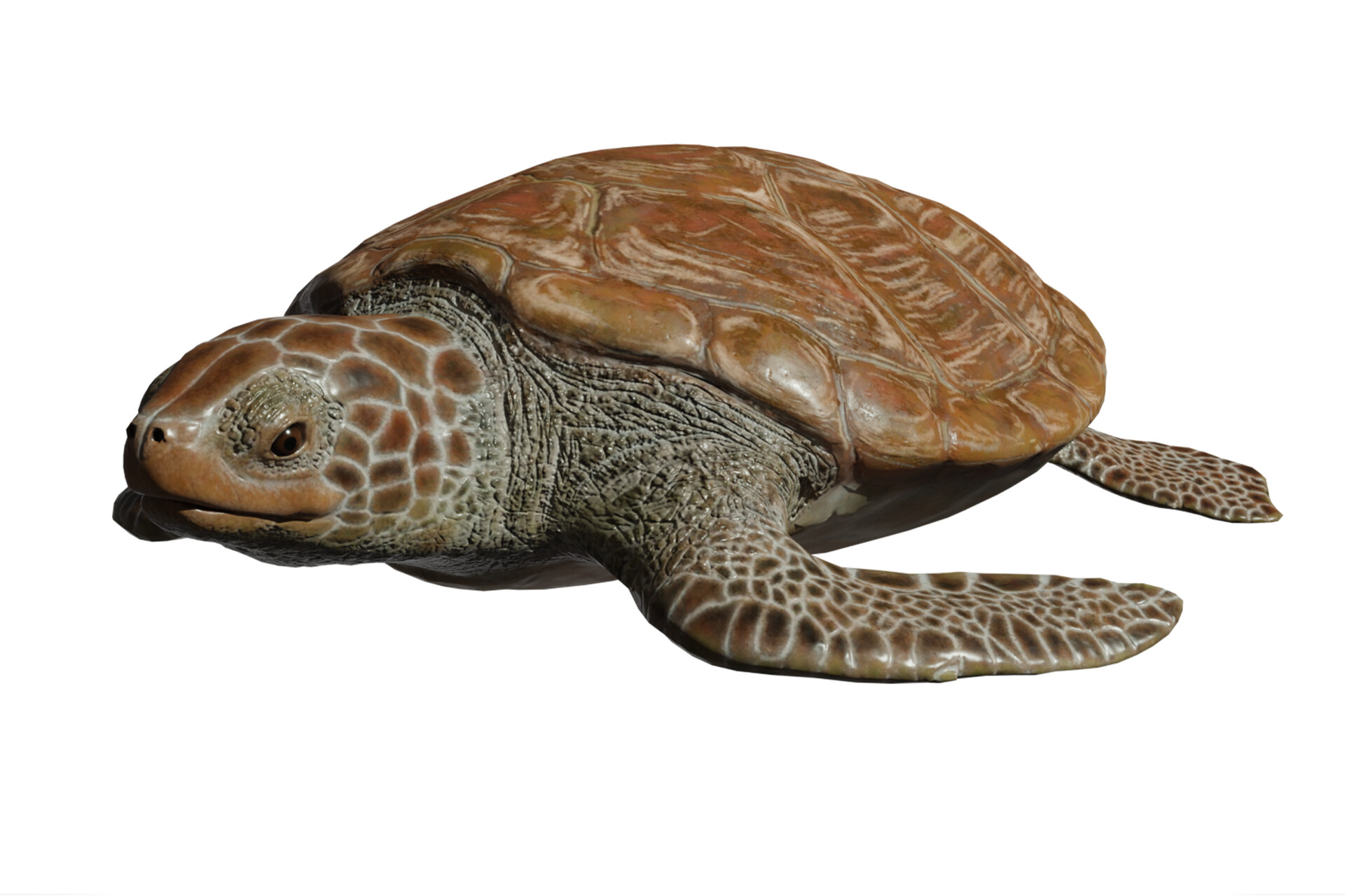 3 д черепаха. Морская черепаха. Черепаха 3д модель. Черепаха 3д. Морская черепаха 3д.
