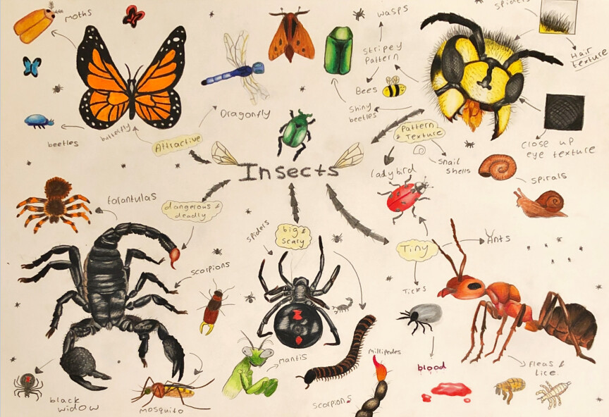 Flynn Coltman - Insect Drawings