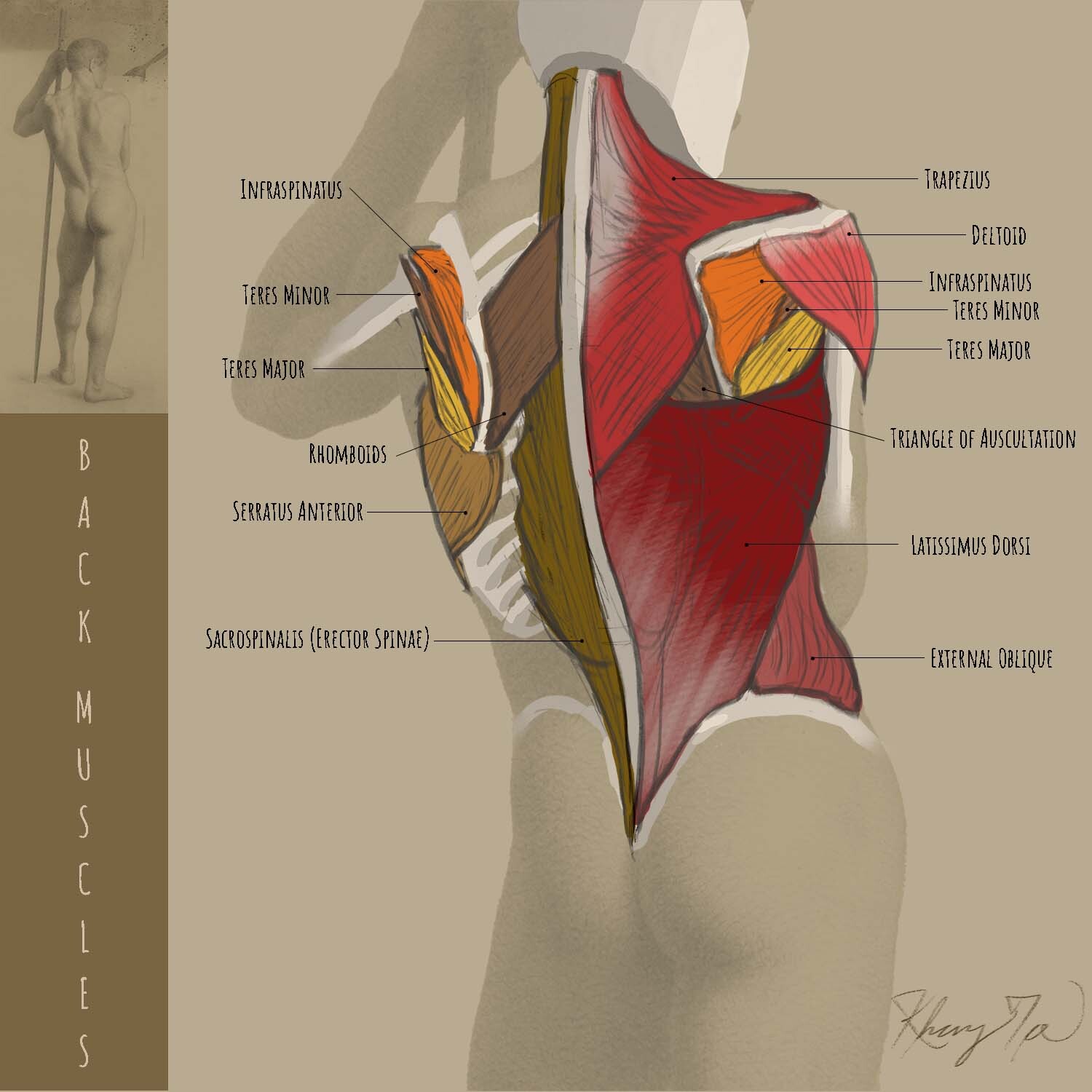 Week 3 Assignment - Human Anatomy with Rey Bustos