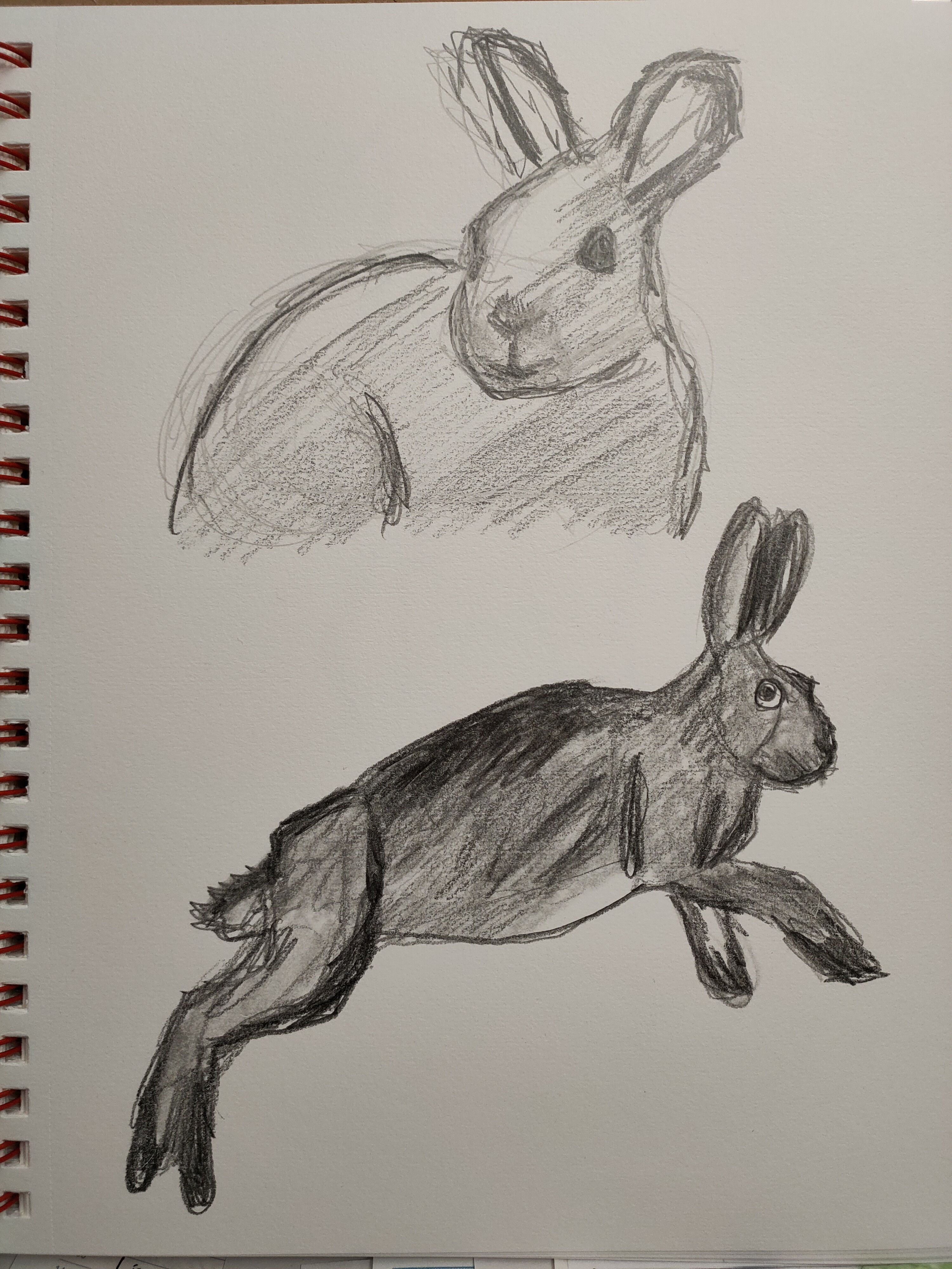 Rabbit sketches.  Life drawings from reference presented on Bobby Chiu's Youtube video "90MAC Life Drawing - RABBITS" 
