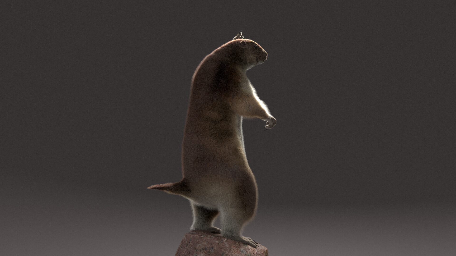 Marmot thomas store