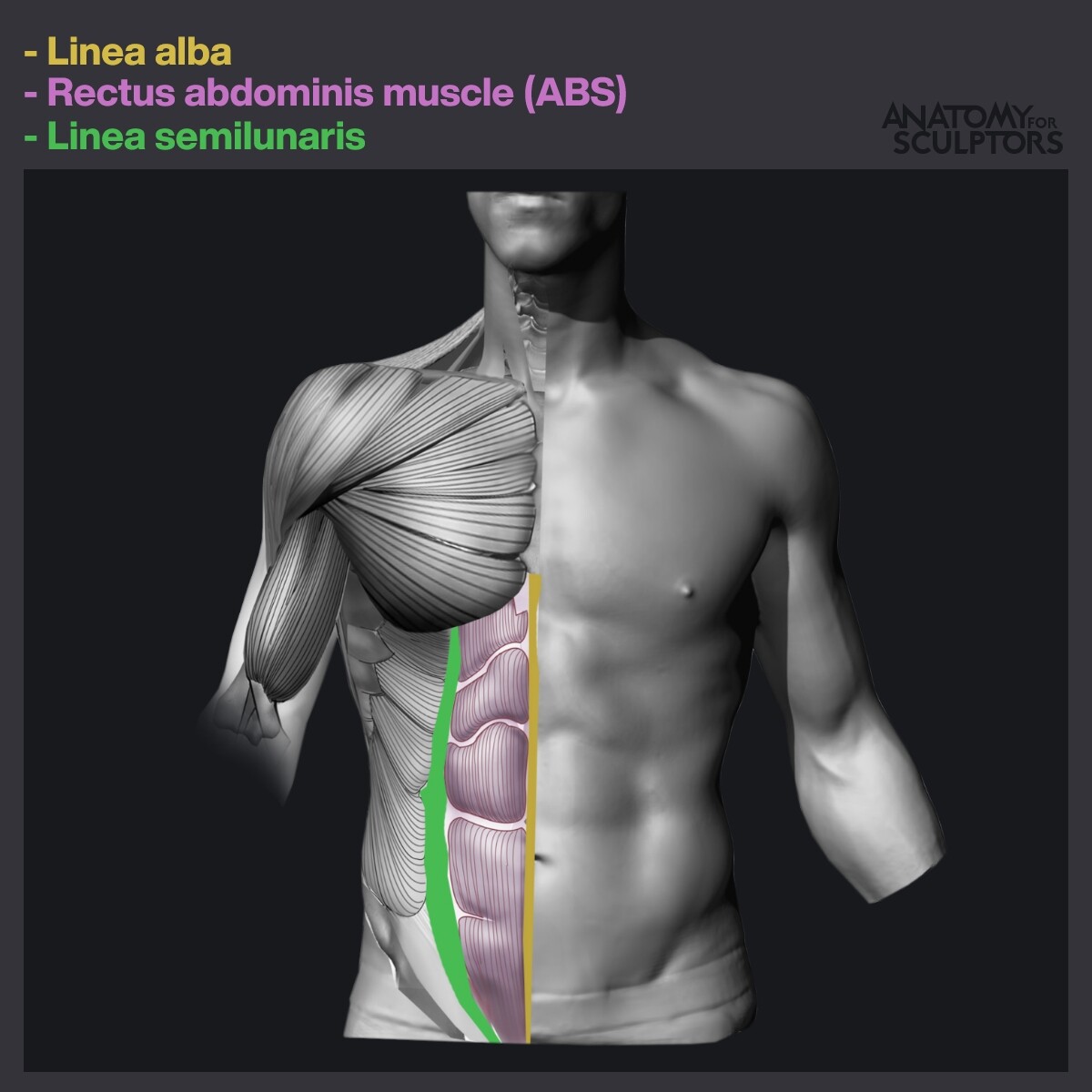 ArtStation - ABS a.k.a. rectus abdominis muscle