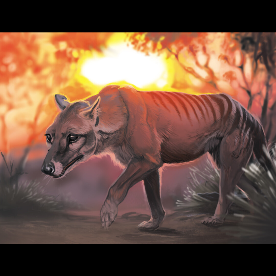ArtStation Thylacine