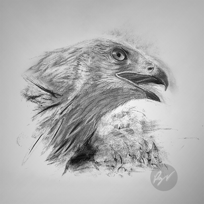 ArtStation Charcoal drawing of an Eagle