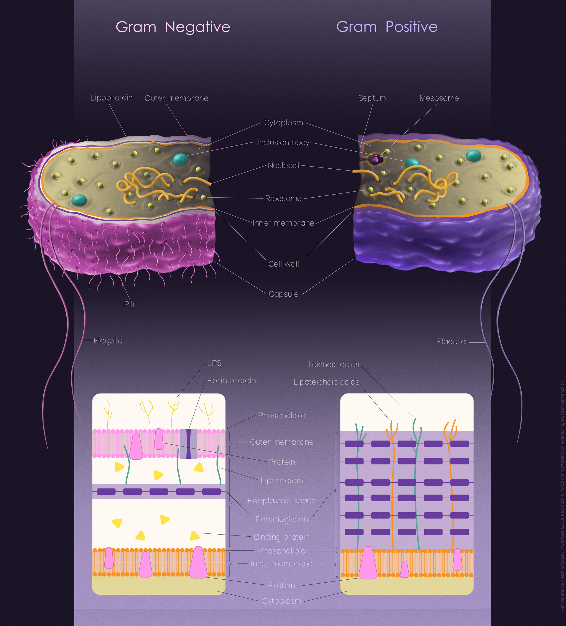 artstation-gram-positive-vs-gram-negative