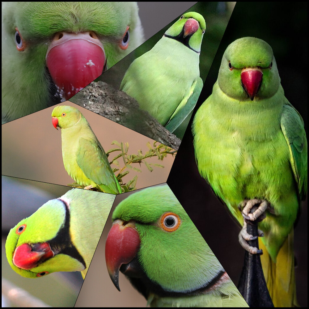 Hawaiʻi Birding Trails | rose-ringed parakeet