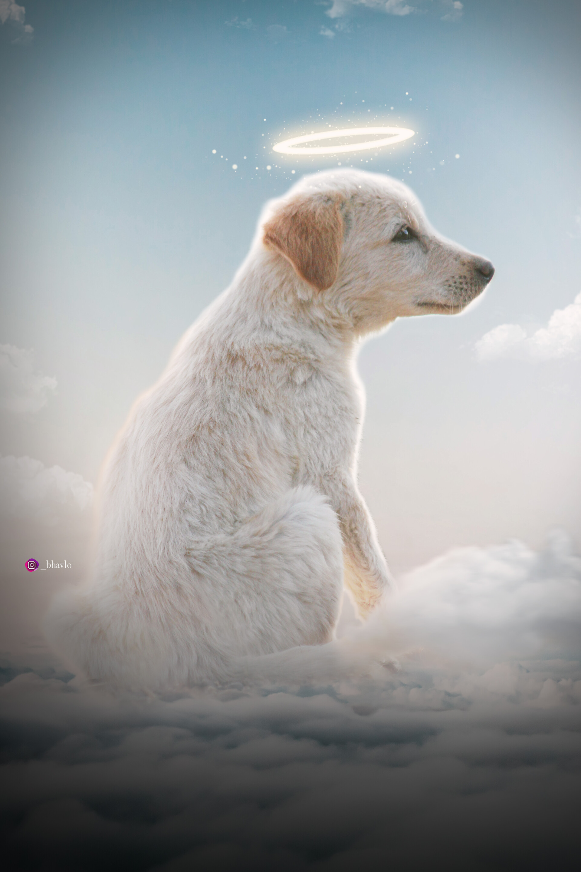 ArtStation IN MY DOG MEMORY