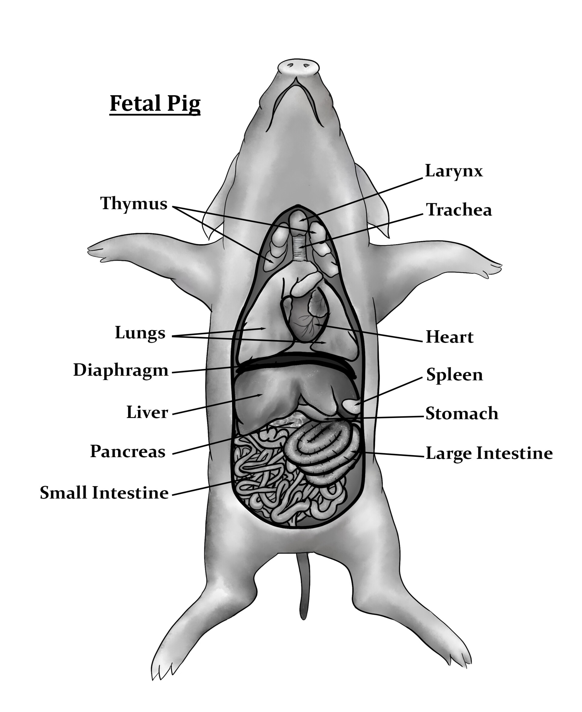 Fetal Pig Dissection Diagram