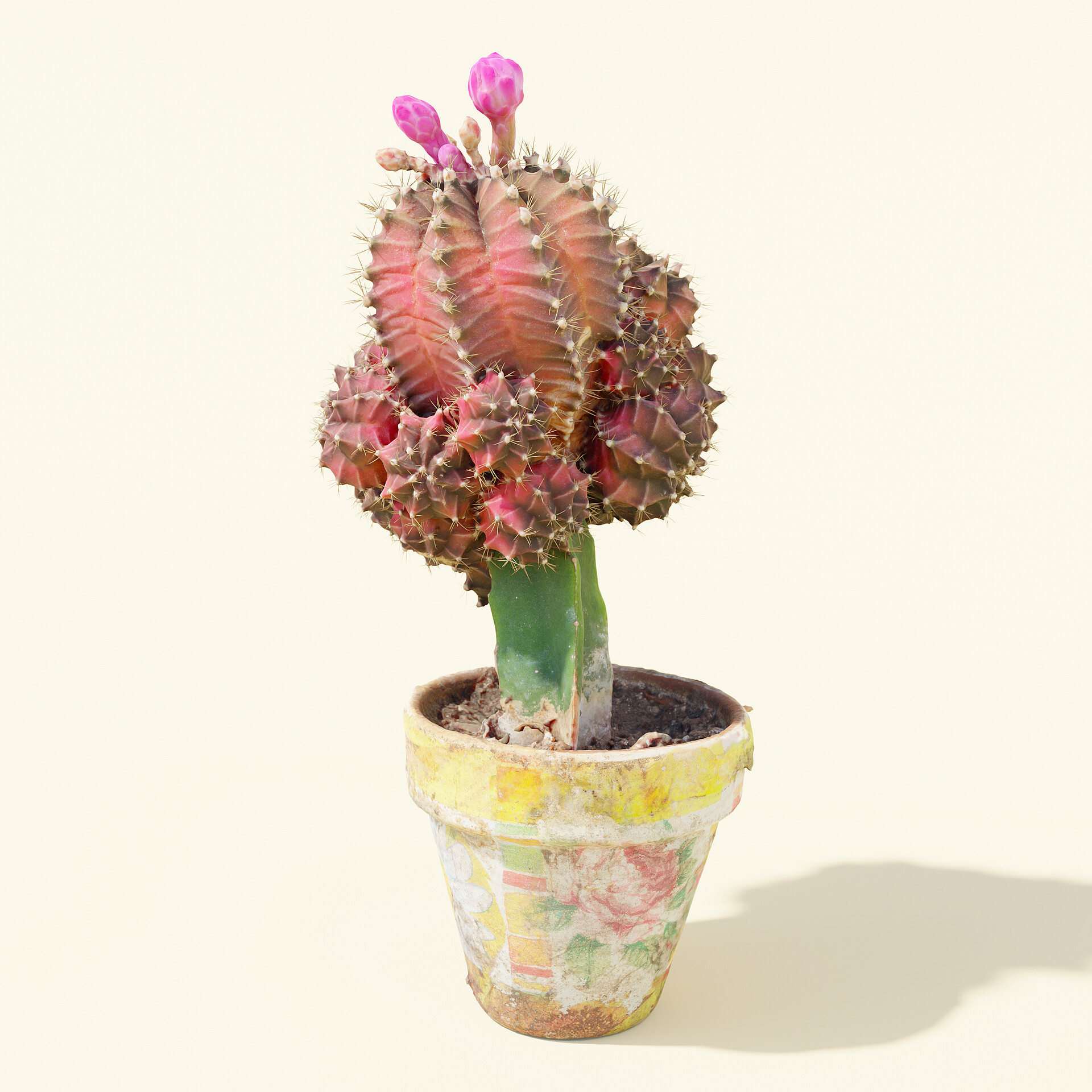 Tarief essay daar ben ik het mee eens ArtStation - Red cactus in a pot 🌵