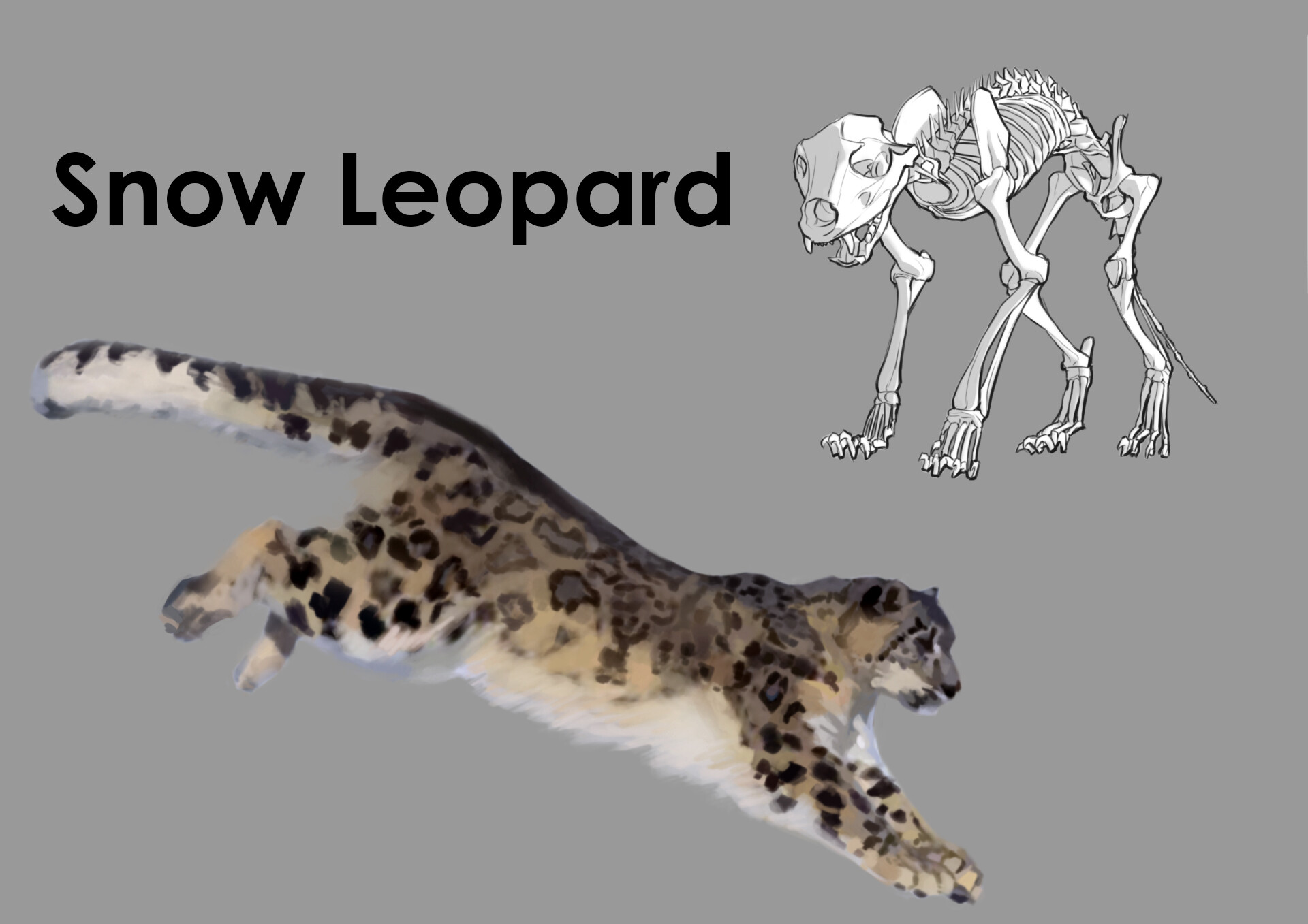 ArtStation Snow Leopard Anatomy Study