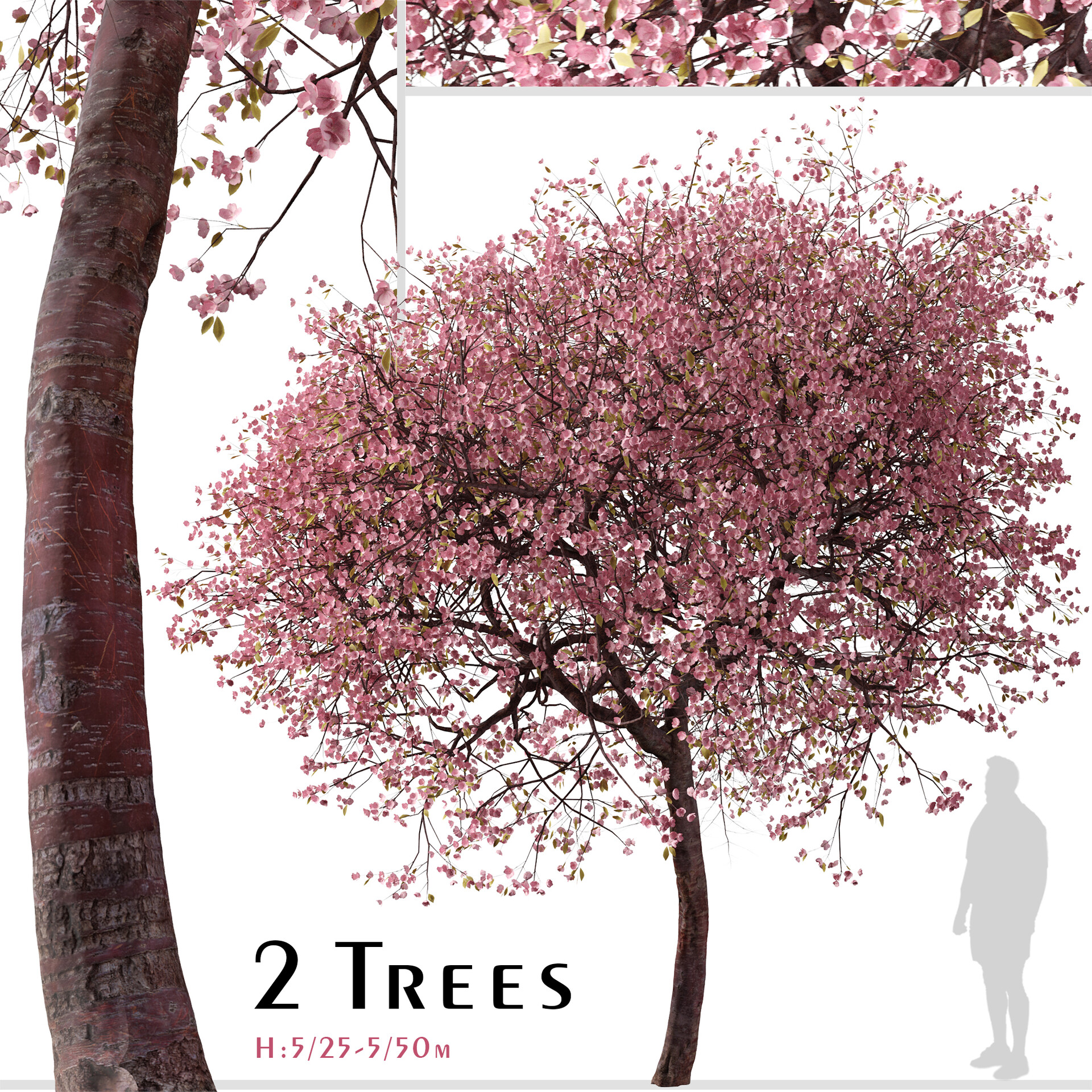 Printable Kwanzan Cherry