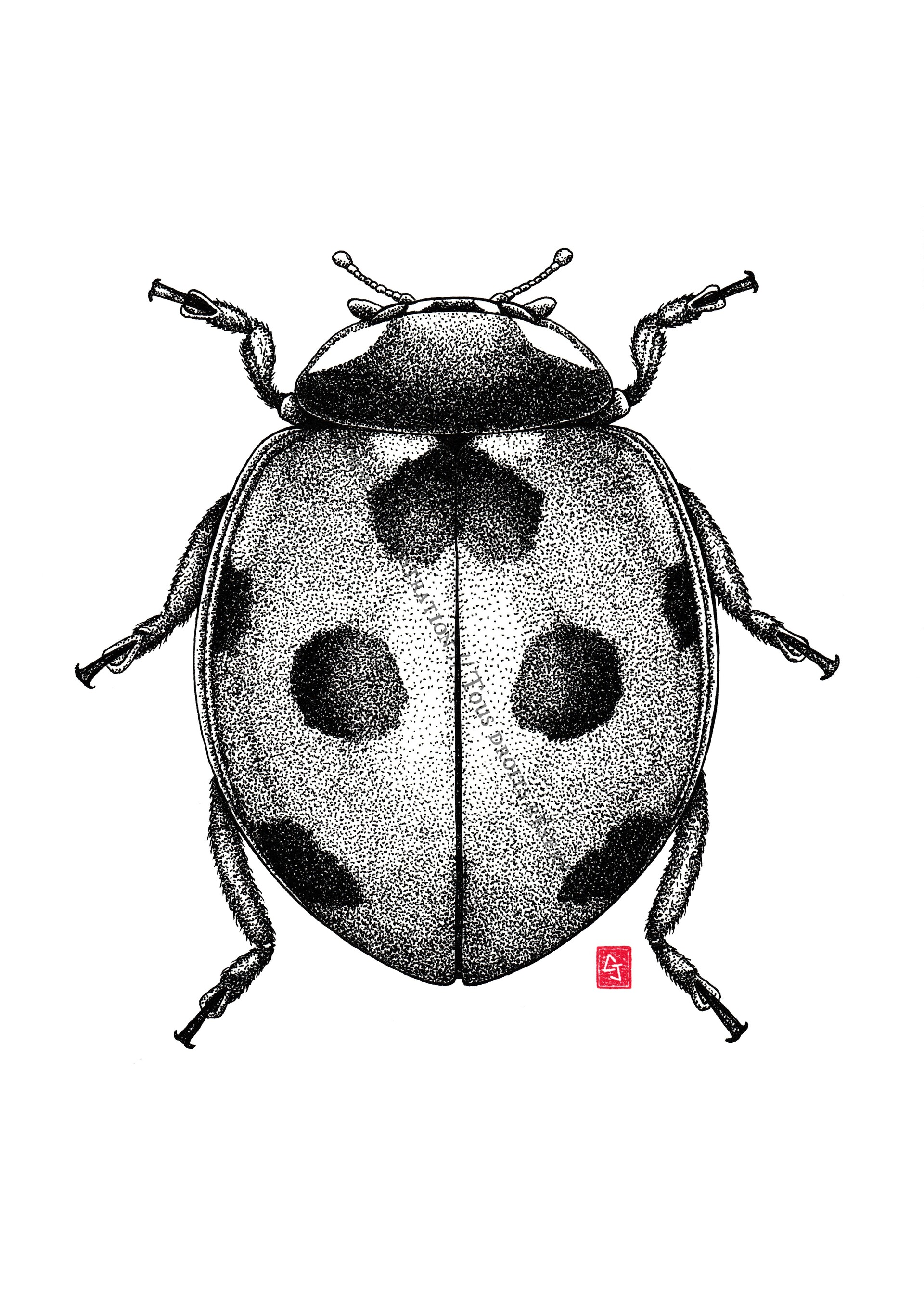Jonathan copin coccinella septempunctata