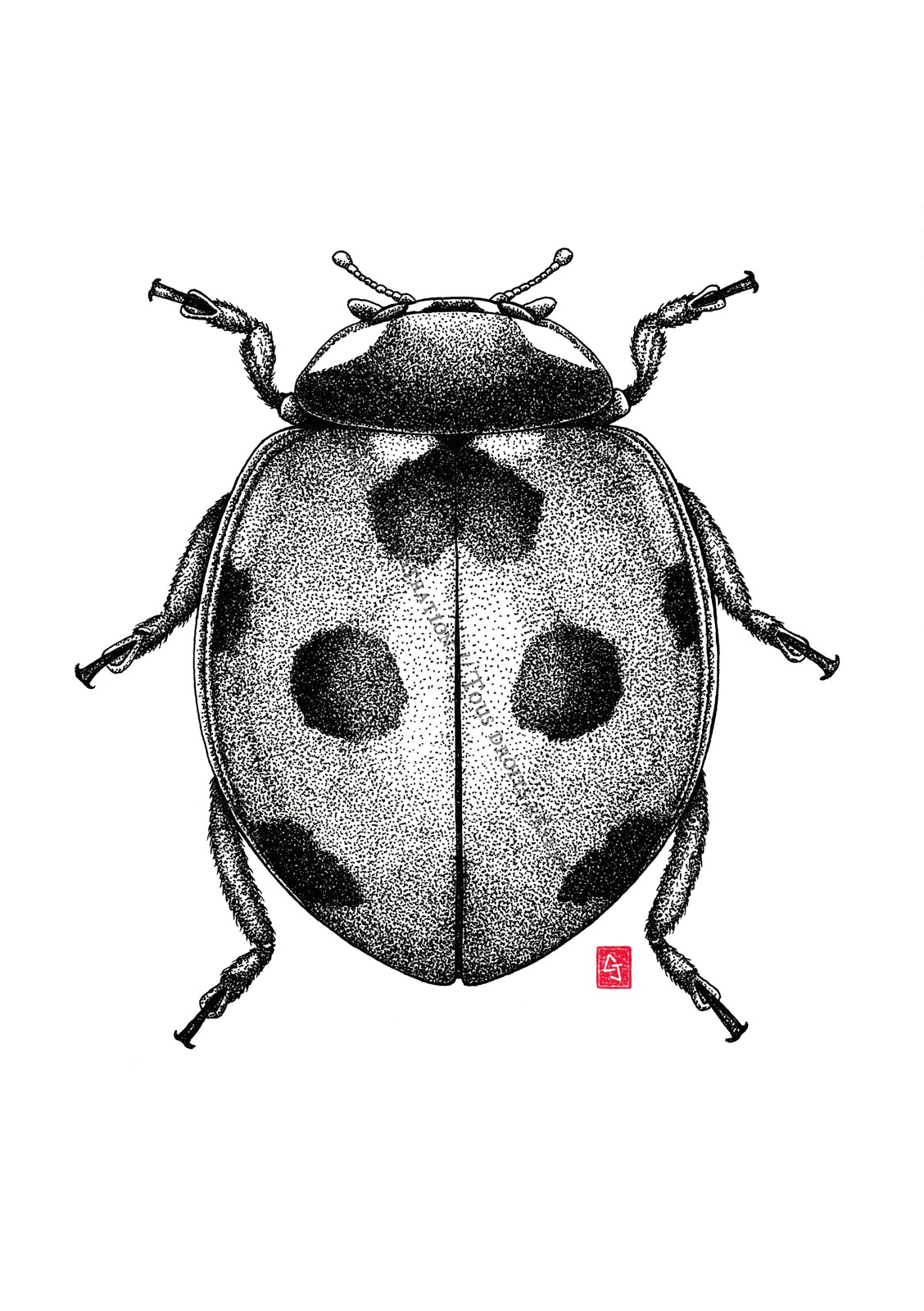 Jonathan Copin Coccinella Septempunctata Jonathan Copin Coccinella Septempunctata