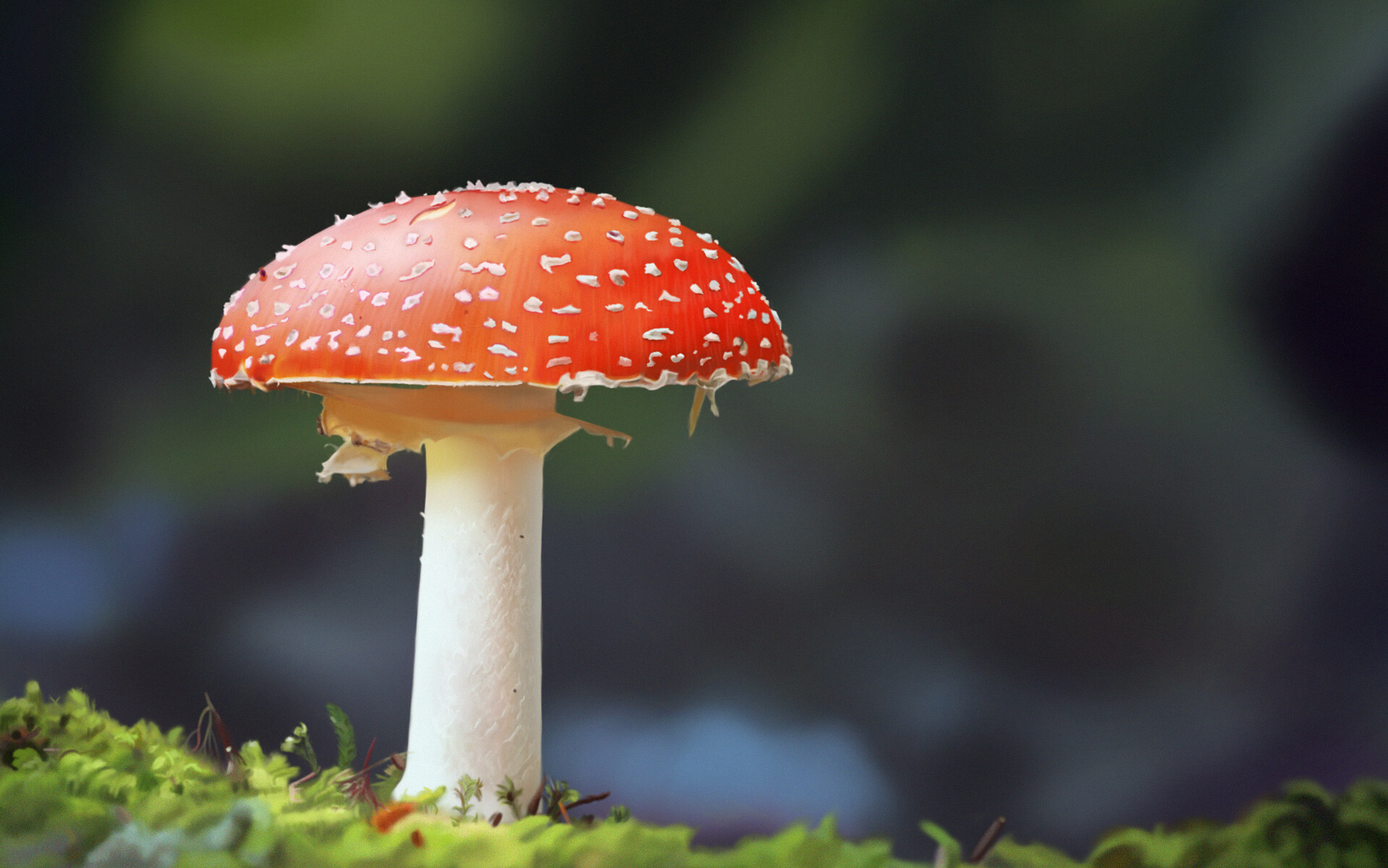 ArtStation - Photorealistic study of Mushroom's picture