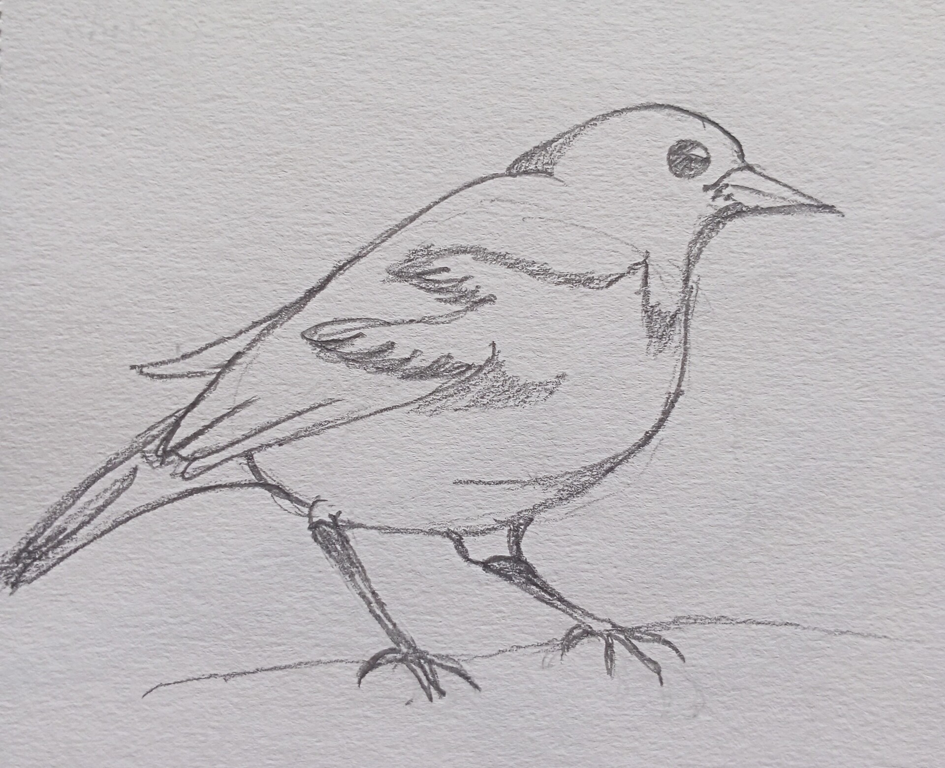 ArtStation - bird drawing #2