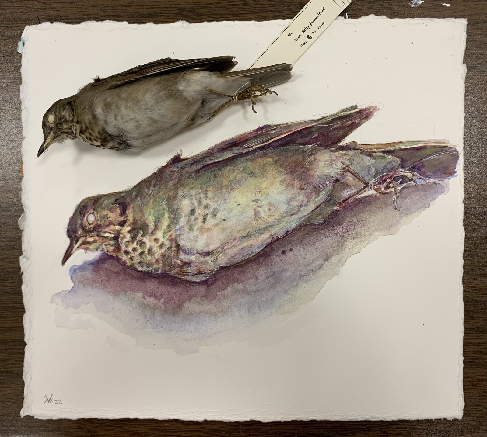 Watercolor and bird comparison