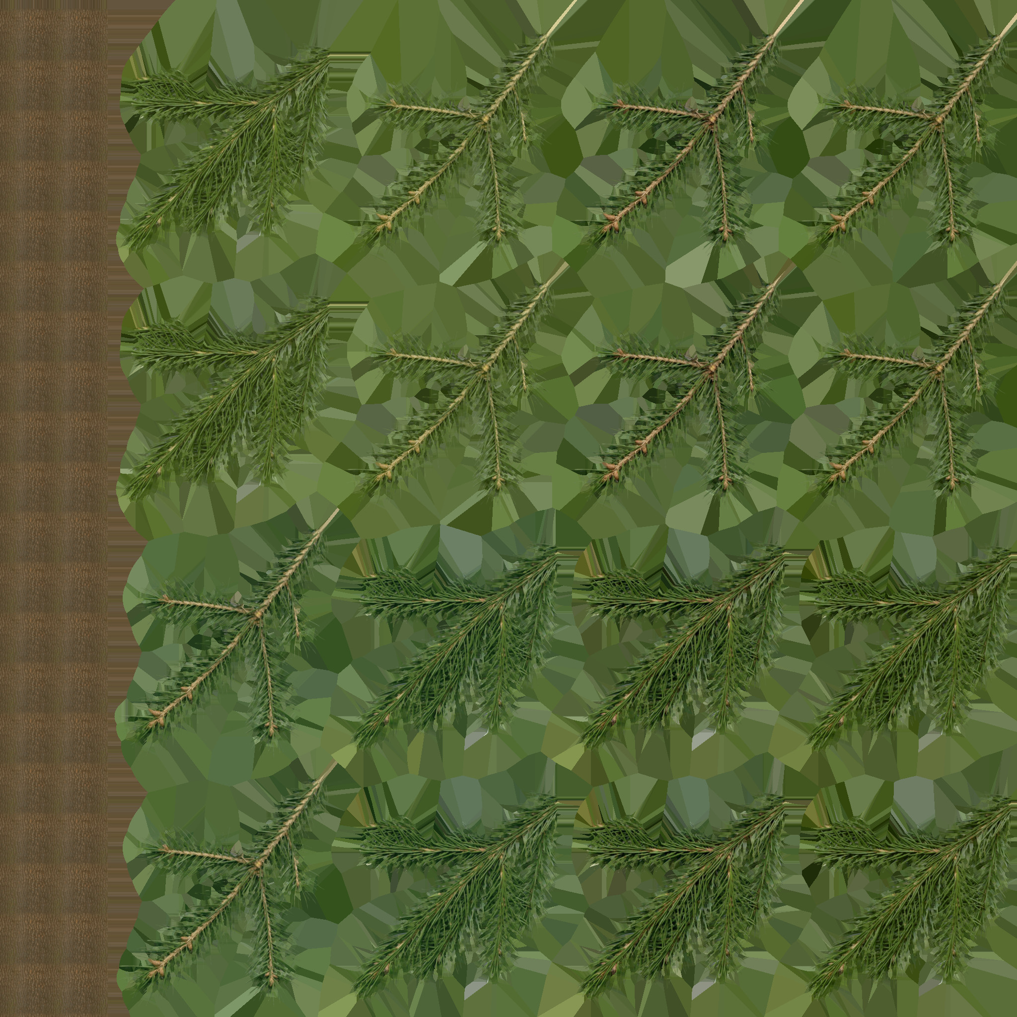 Picea schrenkiana leaf texture atlas