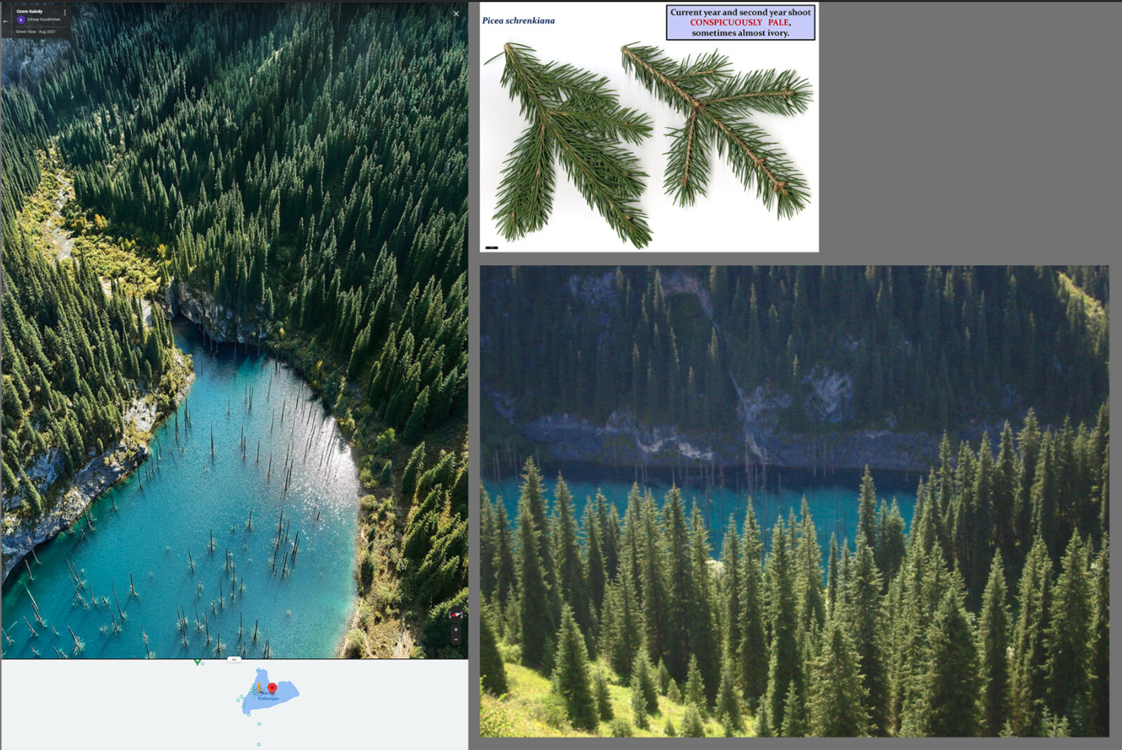 Reference images: Lake Kaindy photos from Google Maps and Asian Spruce branches