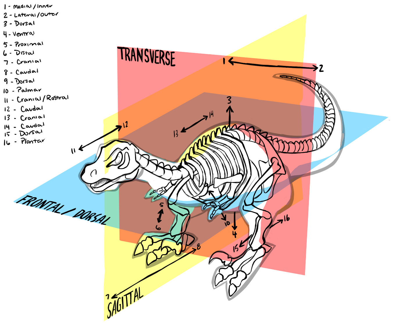 Anatomical Dinosaur