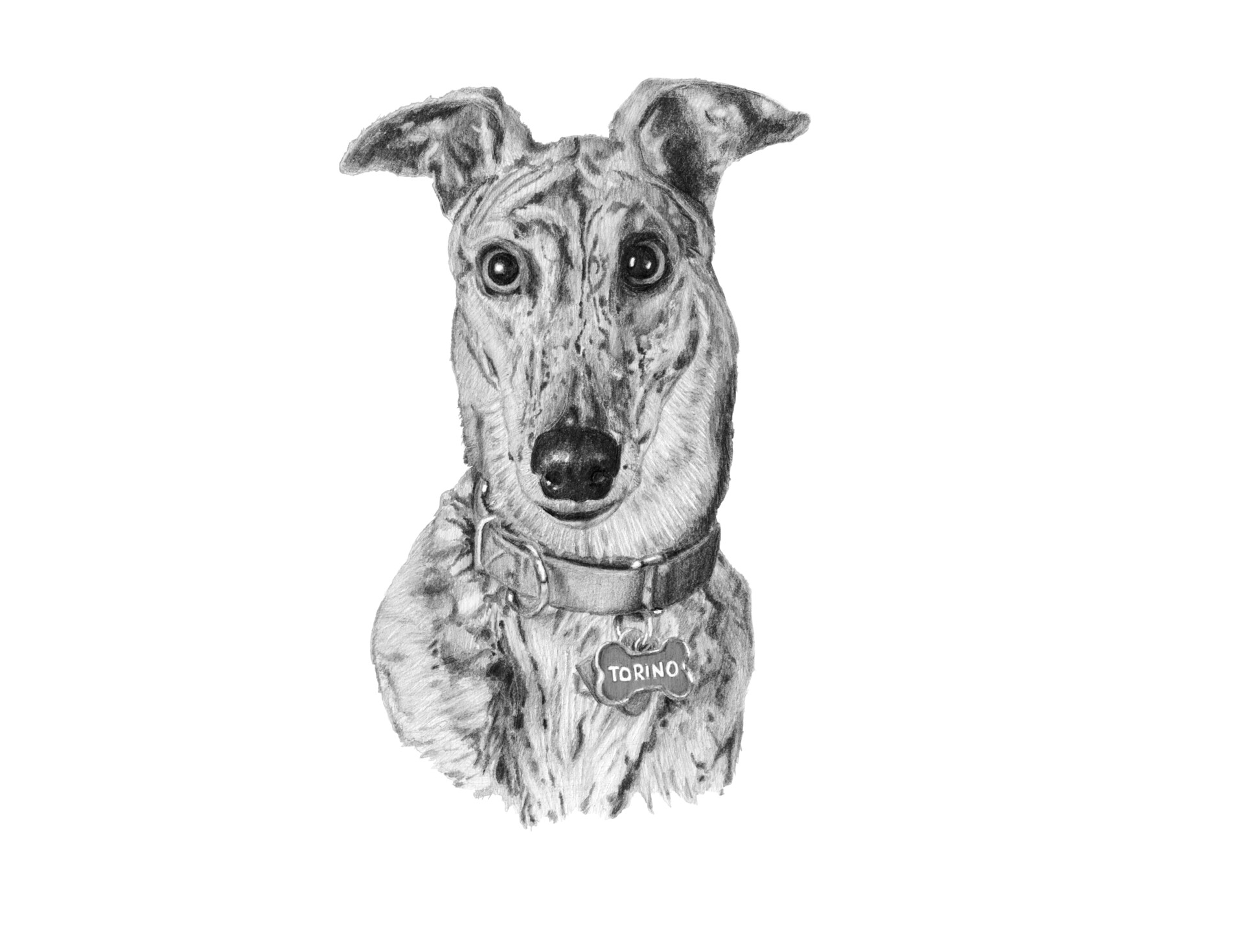 ArtStation Pet Portraits 6