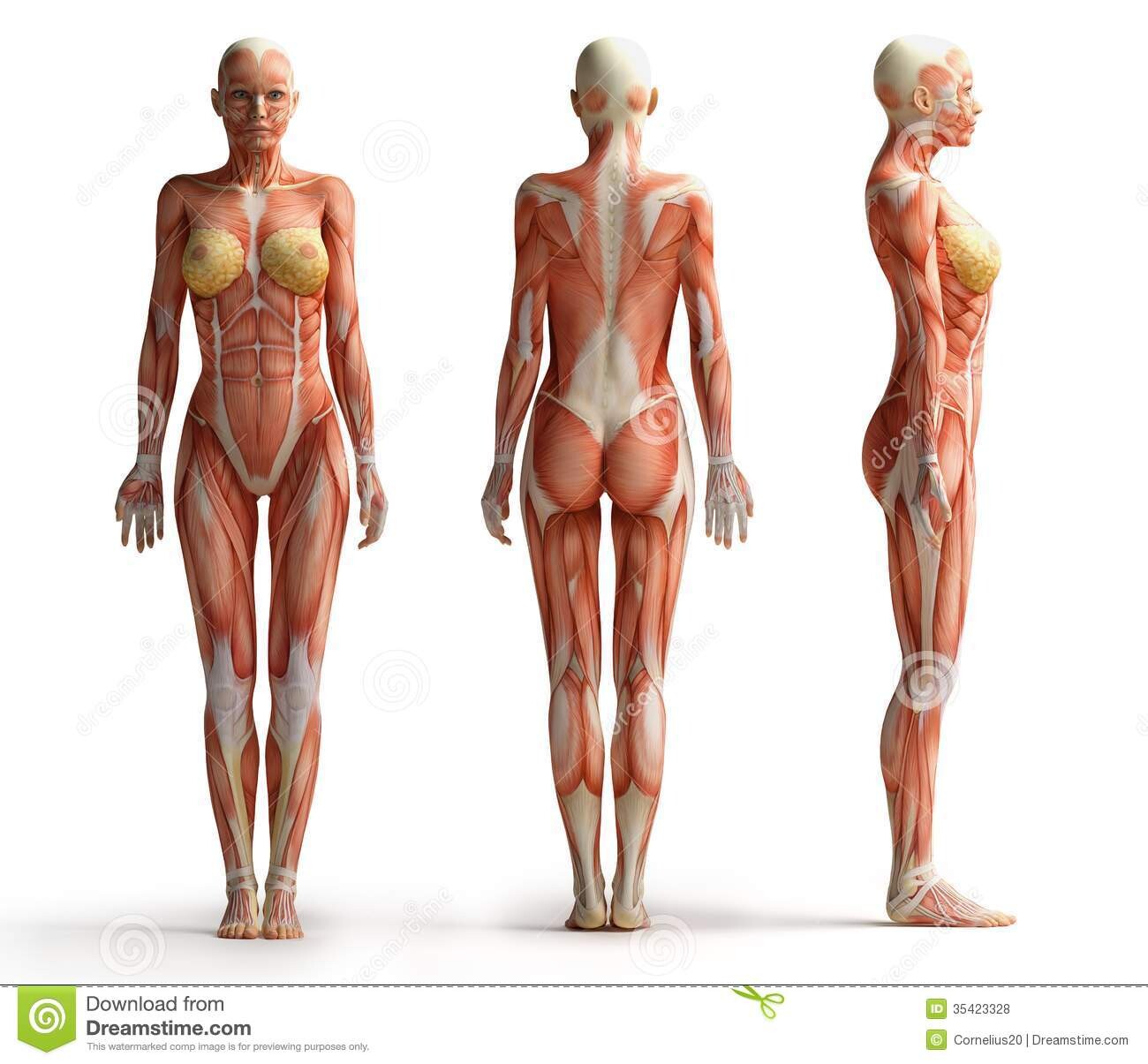 Body anatomy. Анатомия женского тела. Строение женского тела анатомия. Мышечный скелет женщины. Мышцы женщины референс.