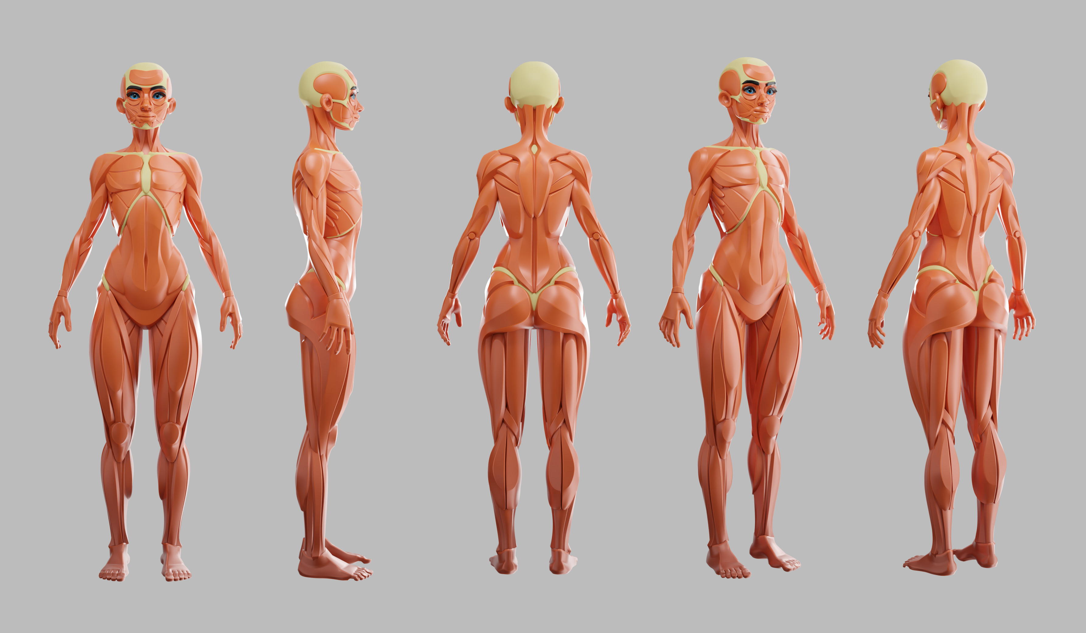 Konstantin Andreev - Stylized anatomy female