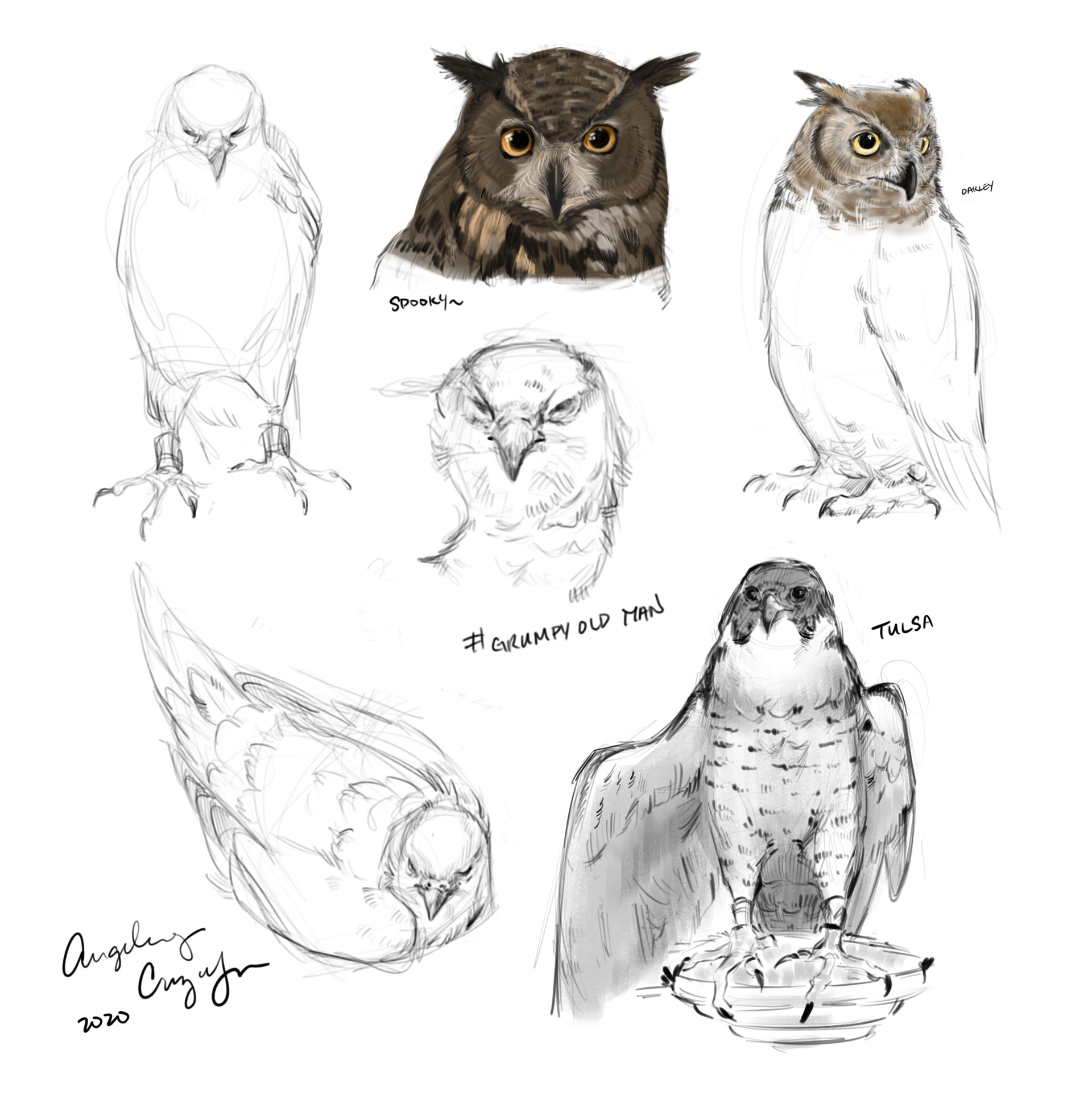 ArtStation - Animal Anatomy - Avian Studies