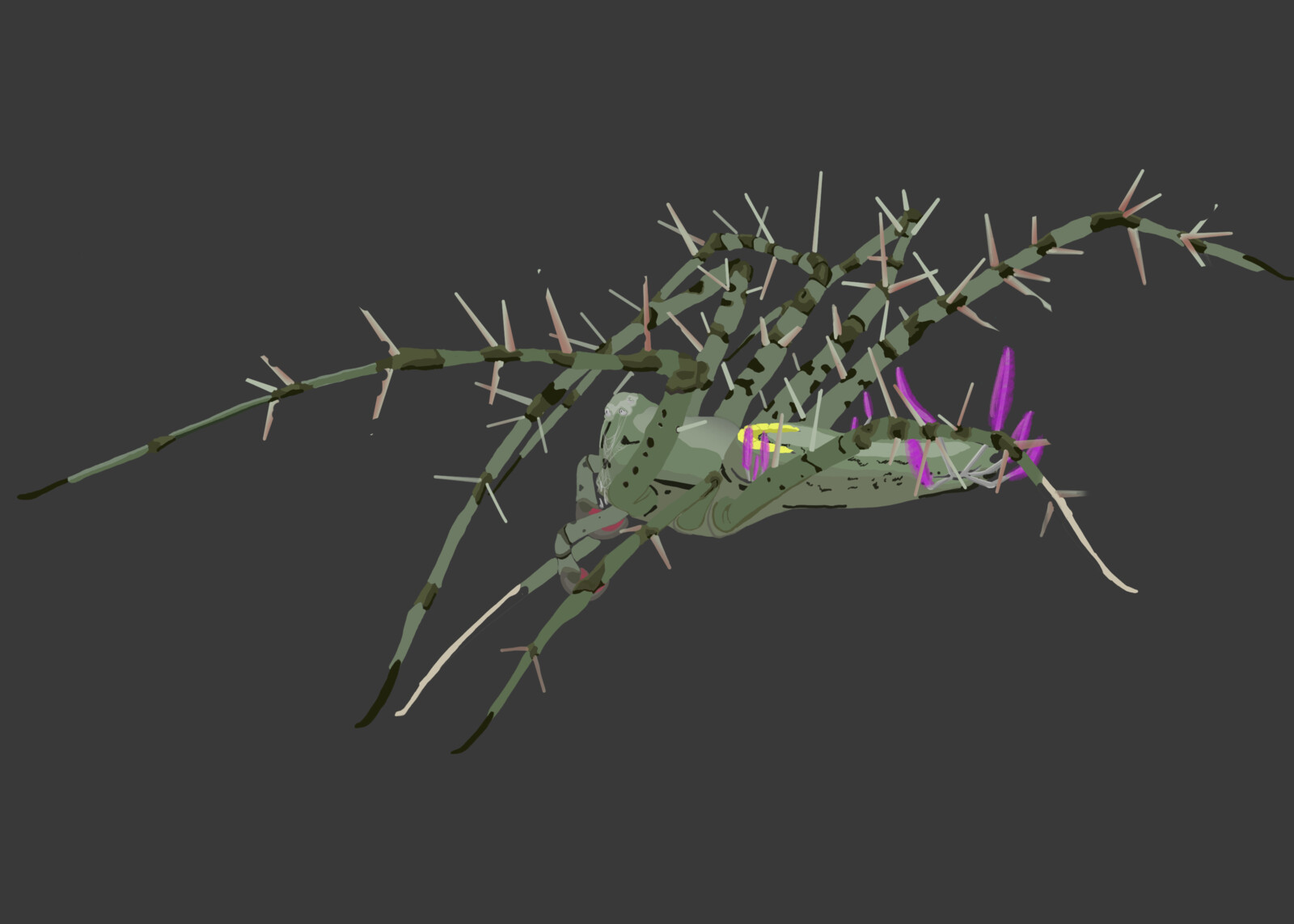 A Draft over a Picture Who became an NFT Collection, created to fund a Tropical Dry Forest Conservation Program