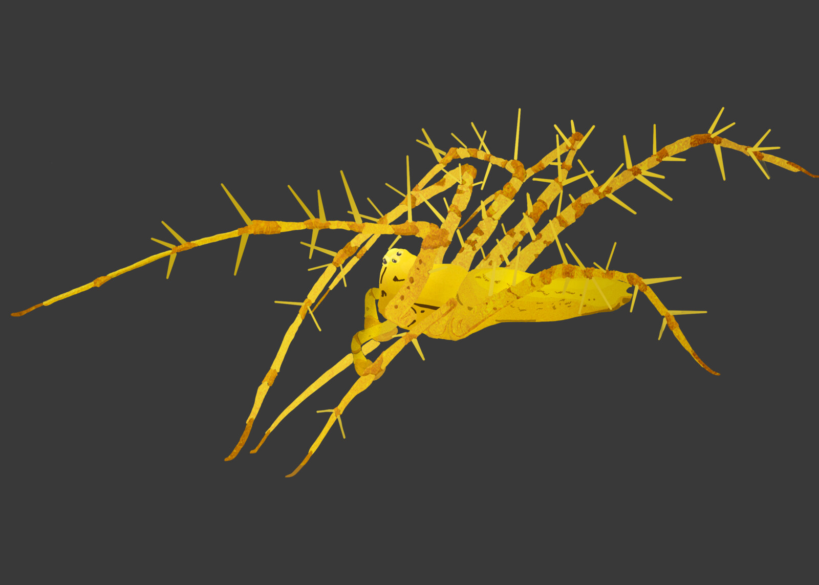 A Draft over a Picture Who became an NFT Collection, created to fund a Tropical Dry Forest Conservation Program
