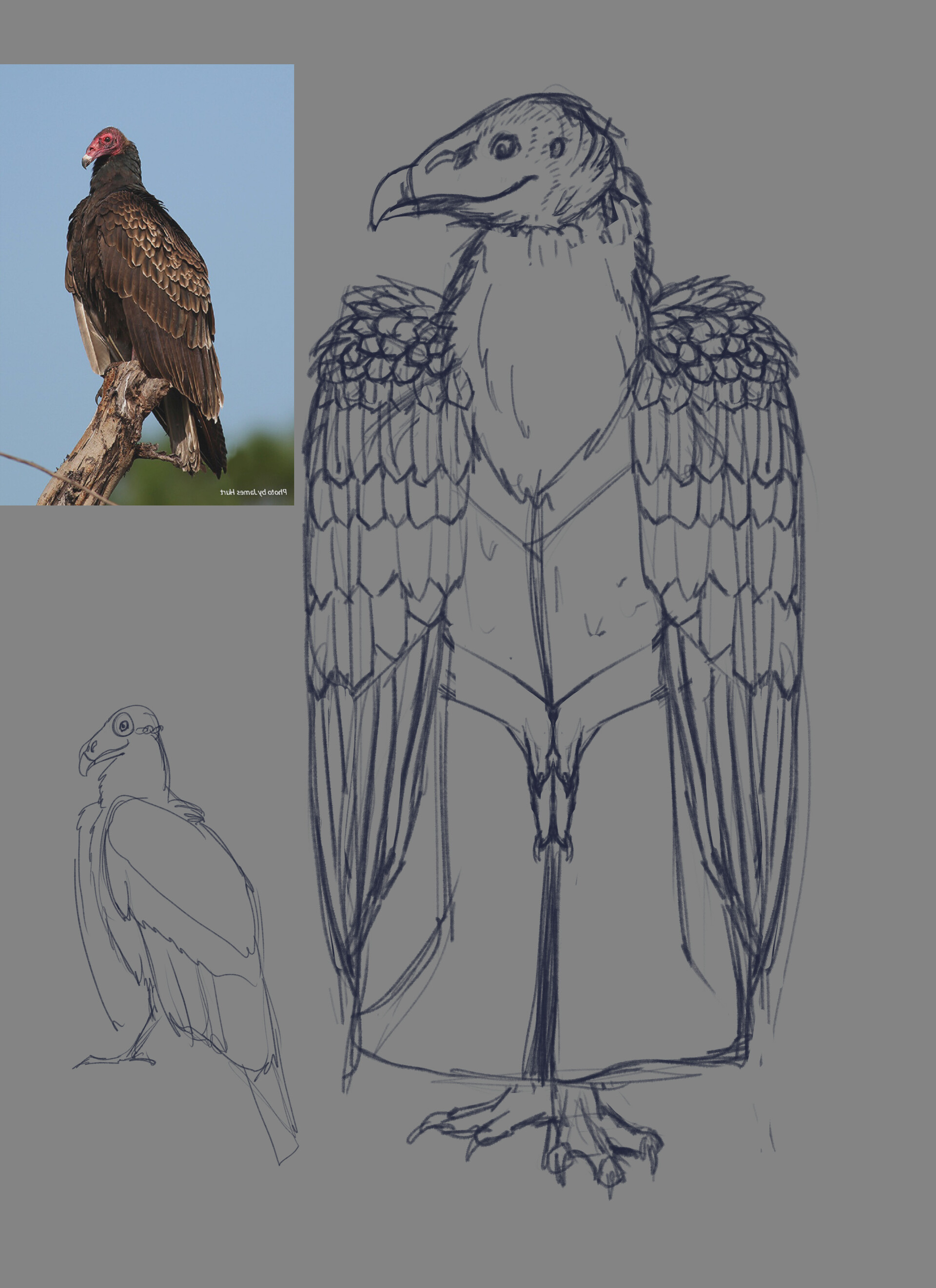 ArtStation Turkey Vulture