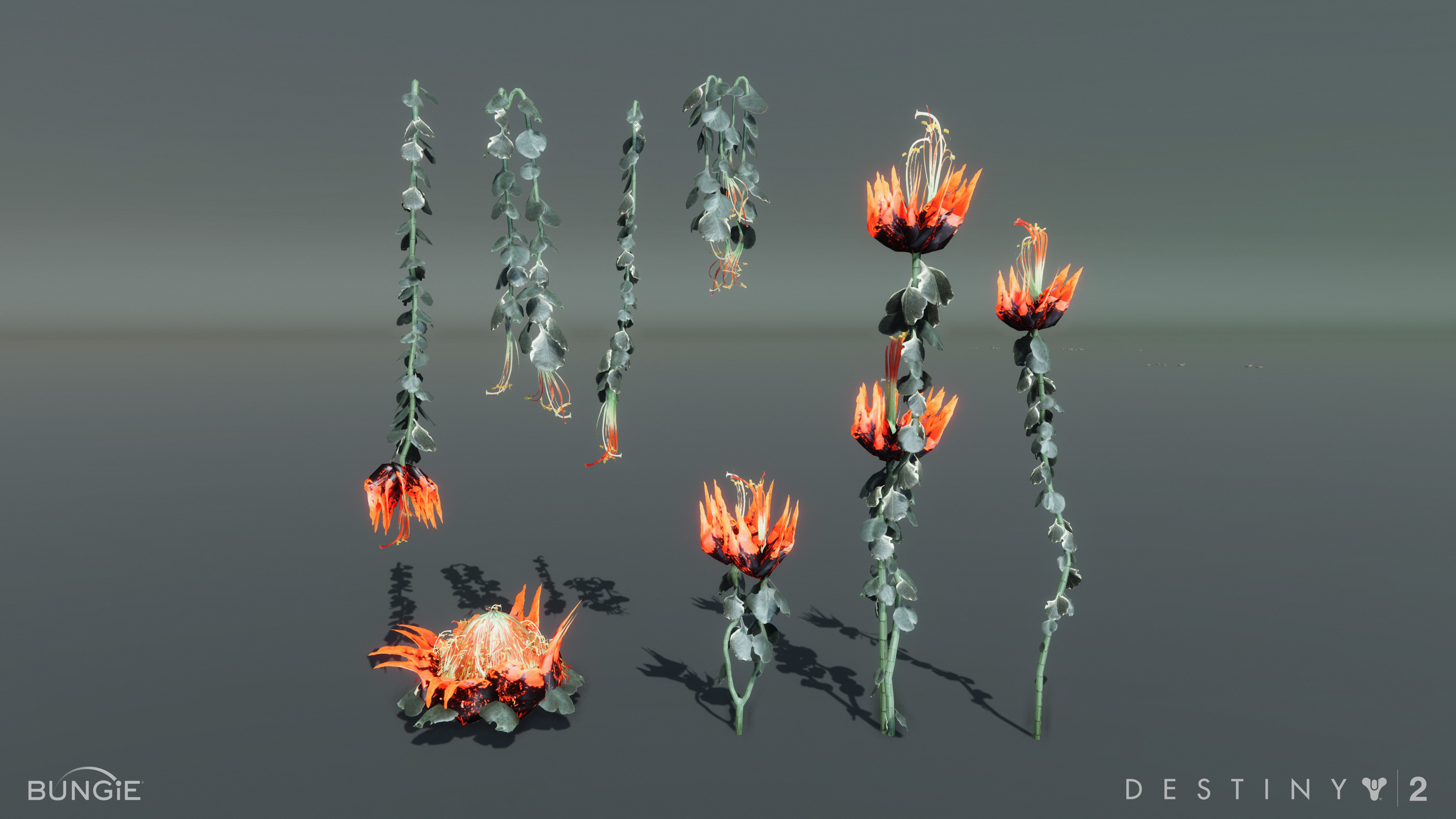 Hive beetle flowers