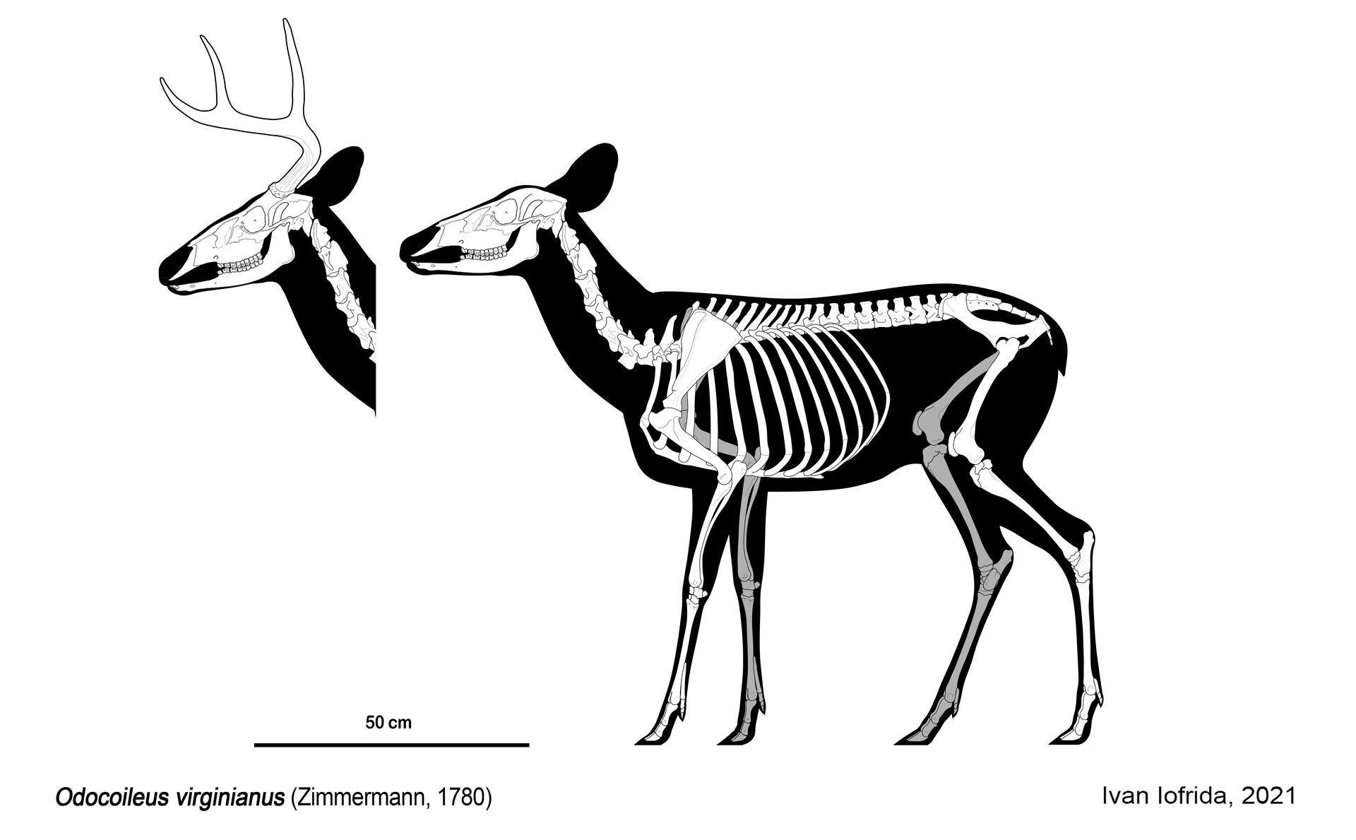 ArtStation White Tailed Deer Skeletal
