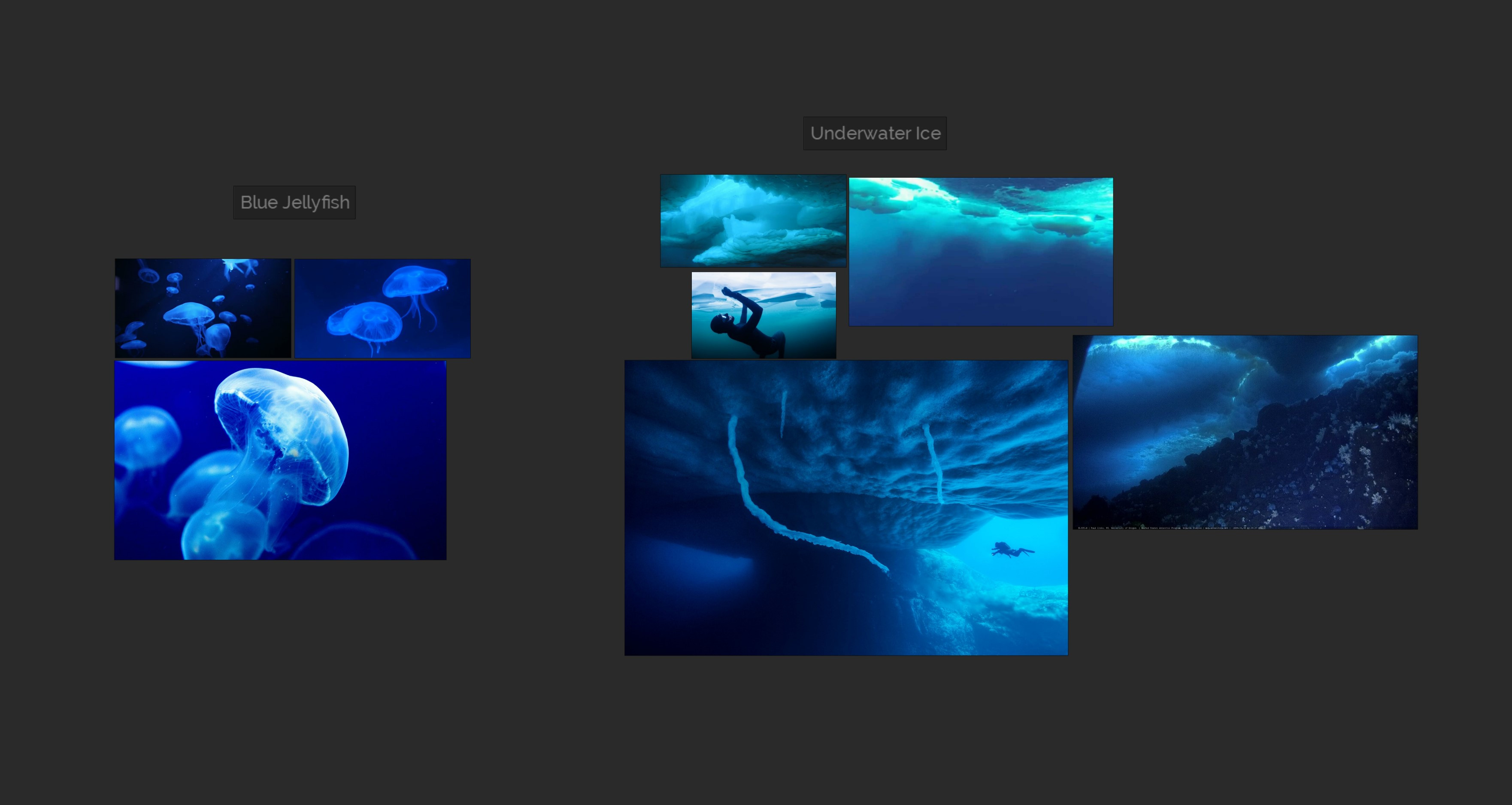 I also gathered reference for the underwater portions as well as the jellyfish which are native to the region.  