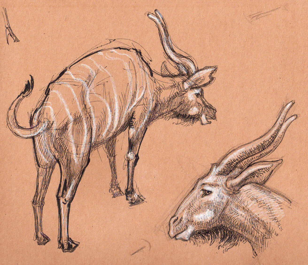 Bongo Animal Drawing