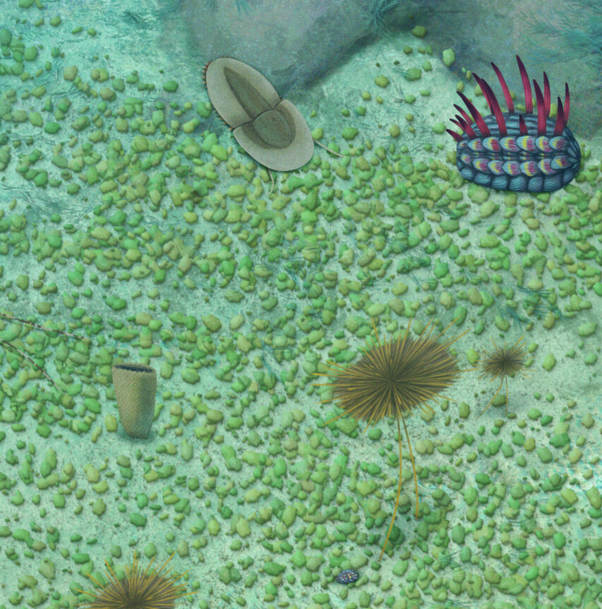 A mat of Morania and some animals over it: Naraoia (middle top), Wiwaxia (adult on top right, juvenile on middle bottom), Choia (disc-like) and a Diagoniella (cup-like).
