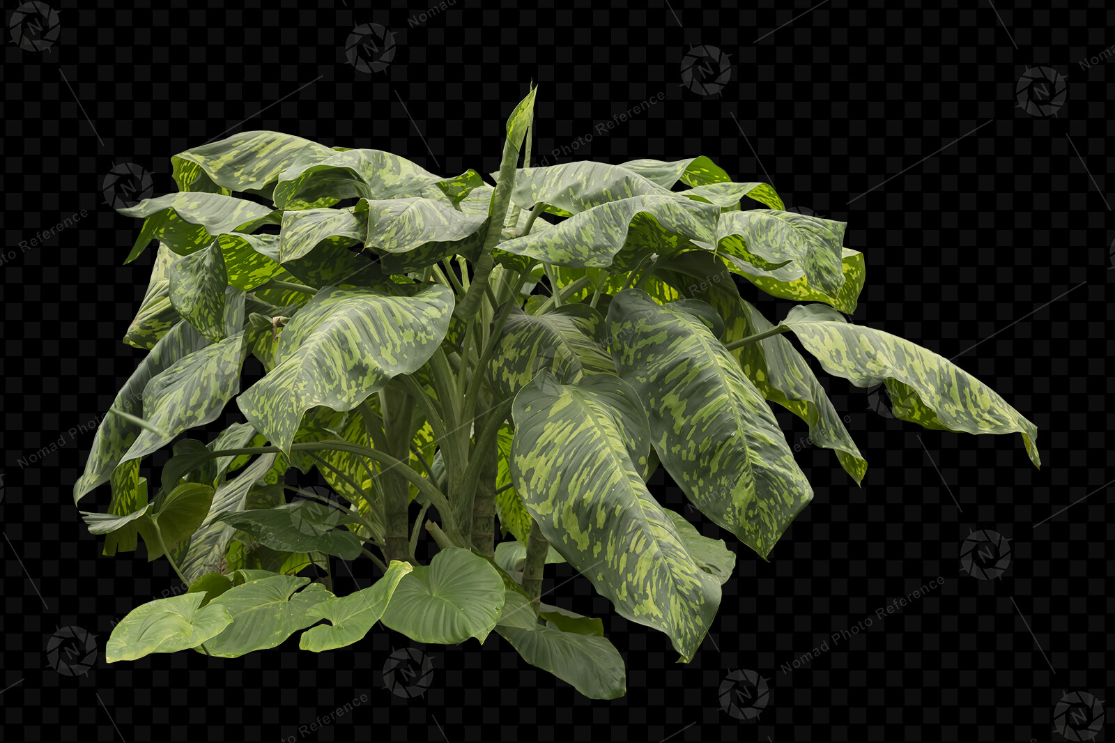 From the PNG Photo Pack: Tropical Foliage 

https://www.artstation.com/a/14810740