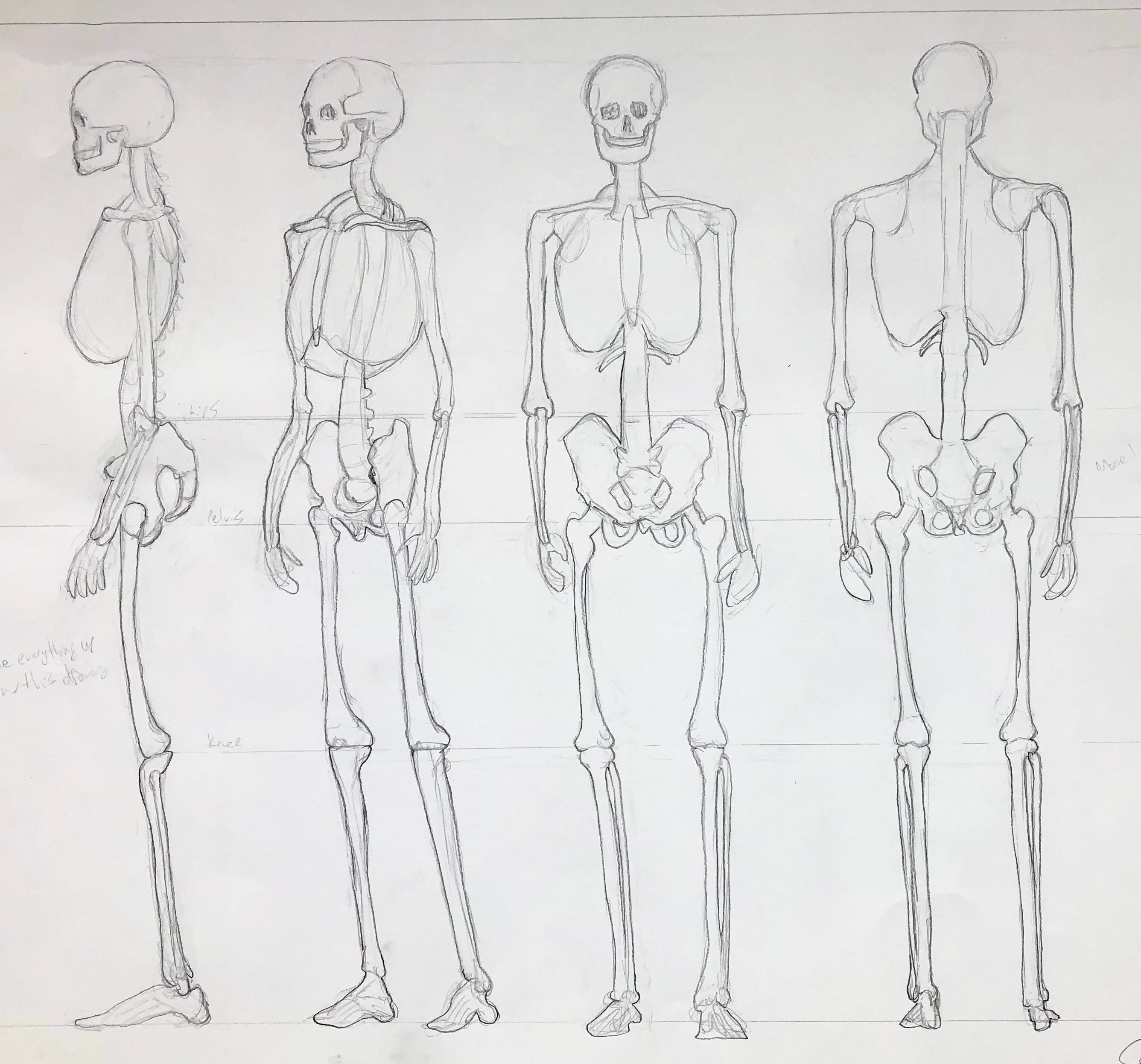 Skeleton practice. Graphite on white paper.
