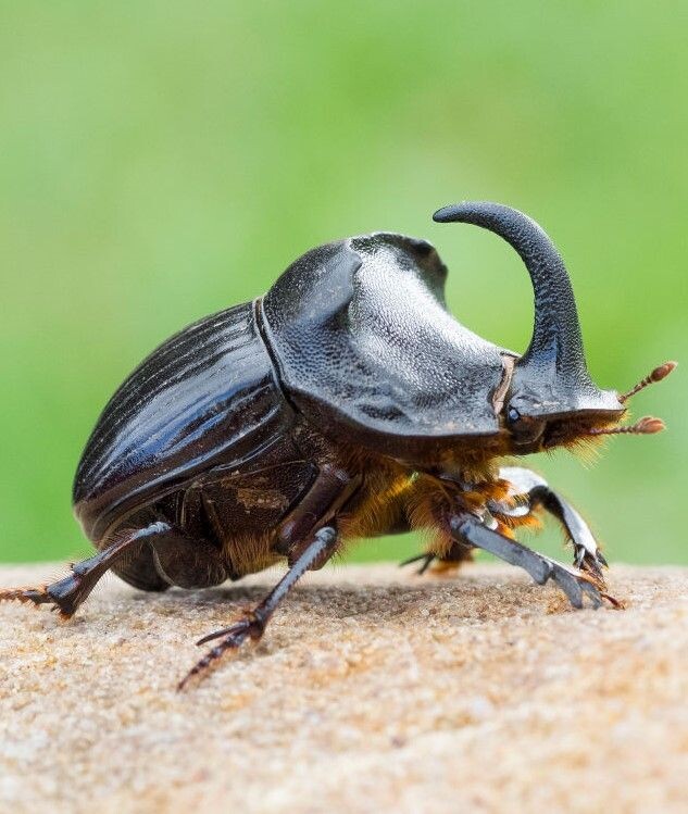 The reference - The Rhinoceros beetle
