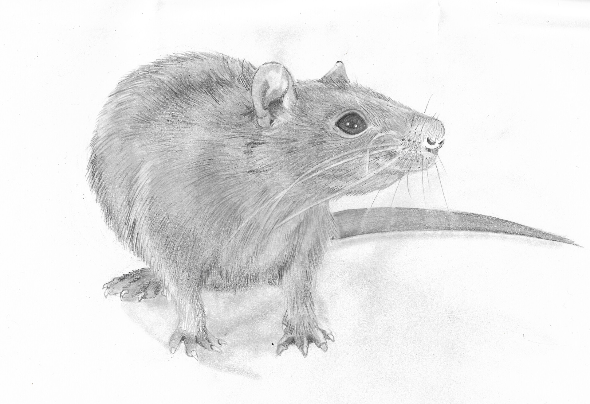 ArtStation - Rats. Pencil drawing