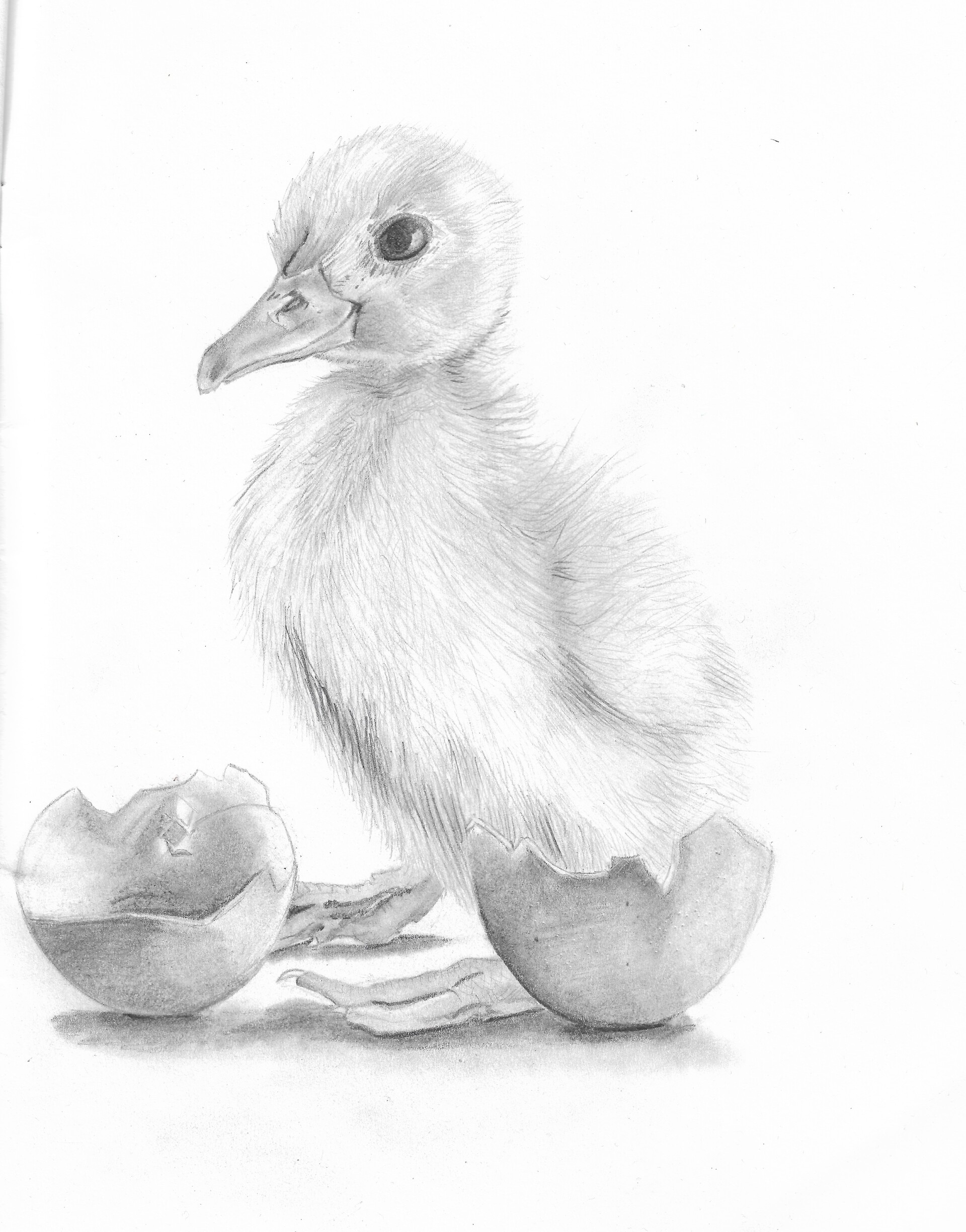 duckling drawings