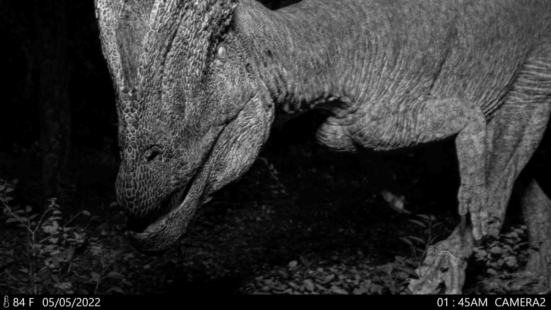 Jonathan Harris Dilophosaurus Caught on Trail Cam