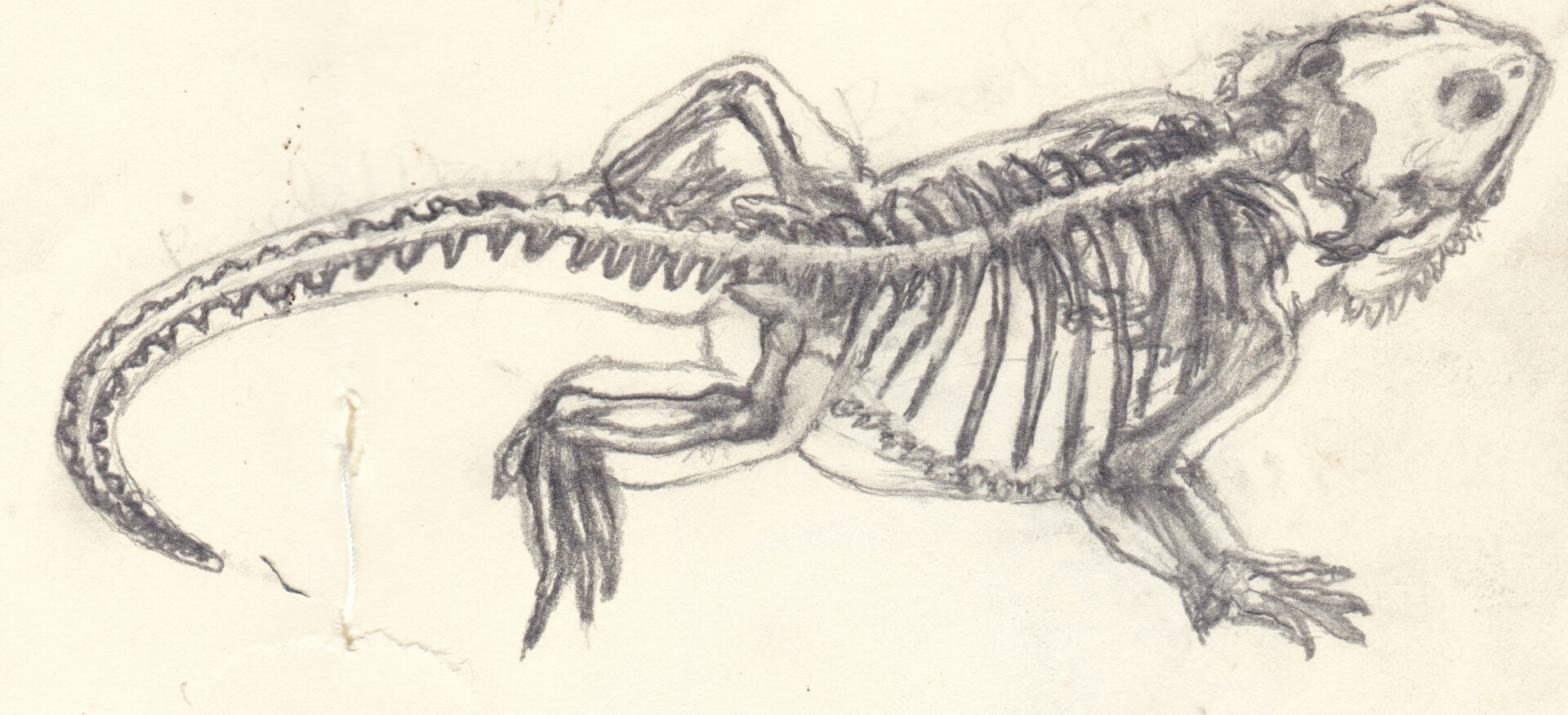 artstation-bearded-dragon-xray-sketch