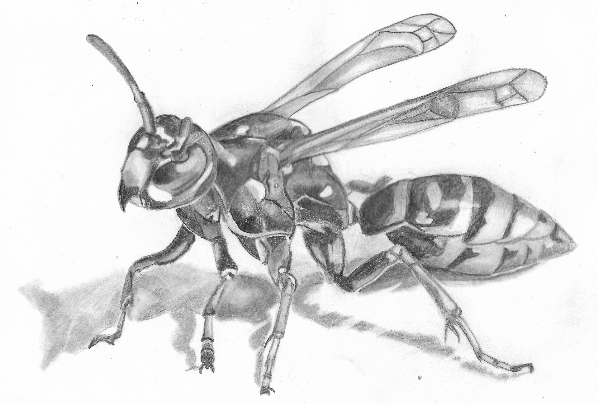 ArtStation - Wasp Pencil Drawing
