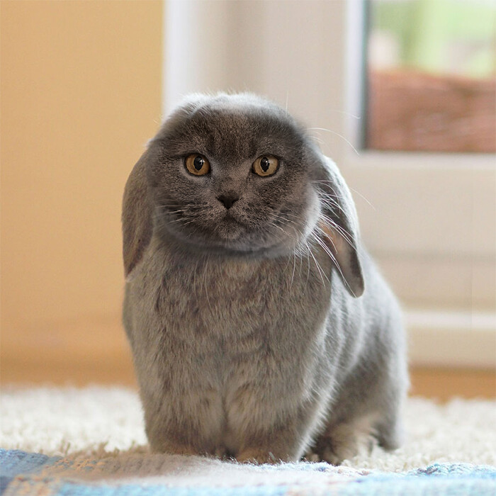 ArtStation - Scottish Fold