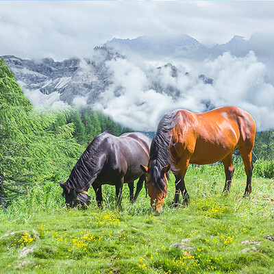 Akshath rao mountains horses