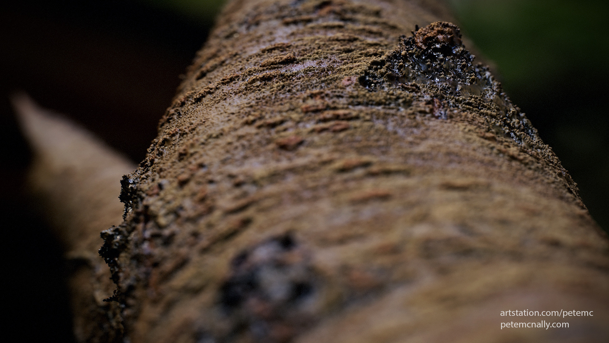 Sticky sap on the bark