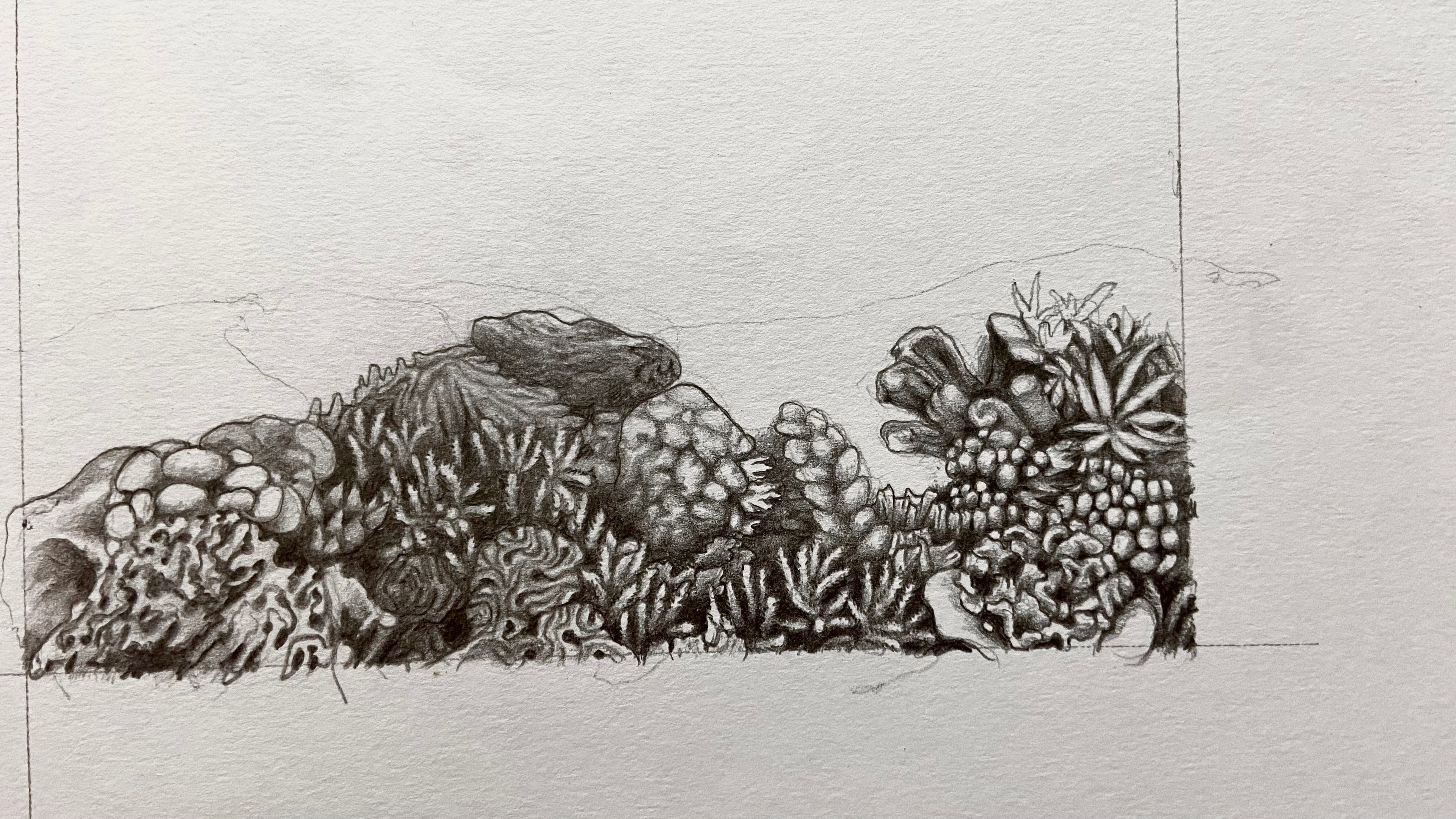 Coral Reef Study